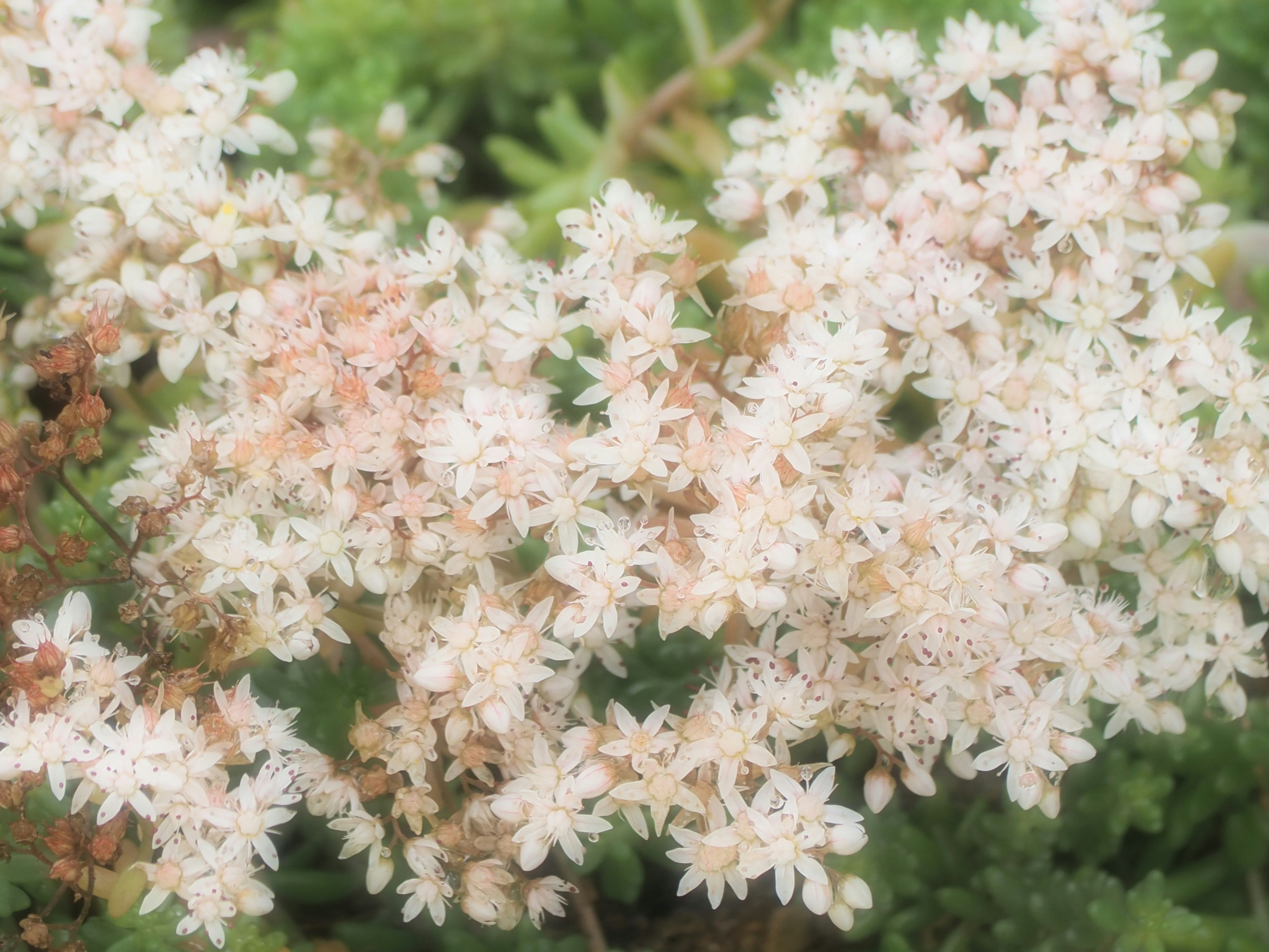 A close up of some white flowers on a bush