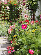 A garden filled with lots of colorful flowers