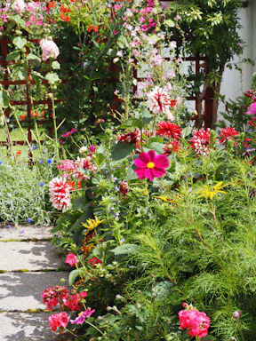 A garden filled with lots of colorful flowers