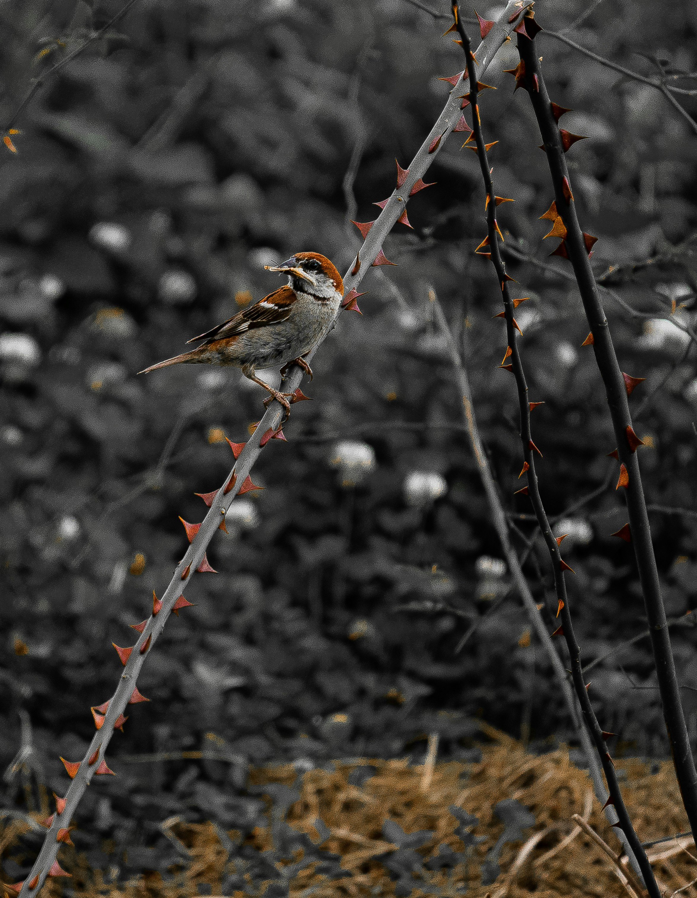 A small bird sitting on top of a plant photo – Free China Image on Unsplash