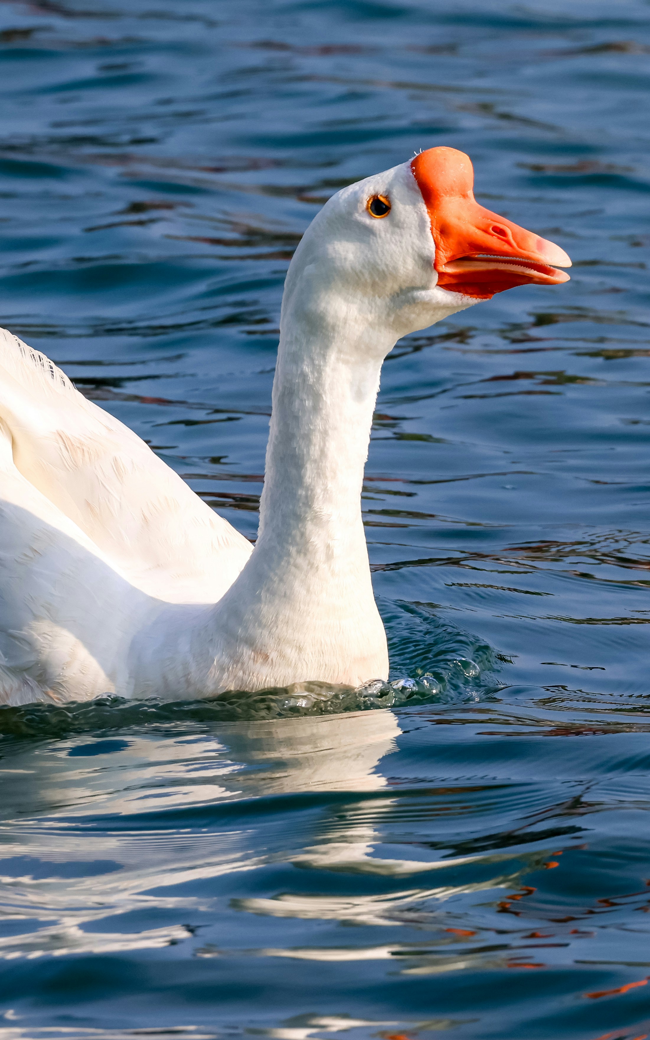 Photo by dickenslin76