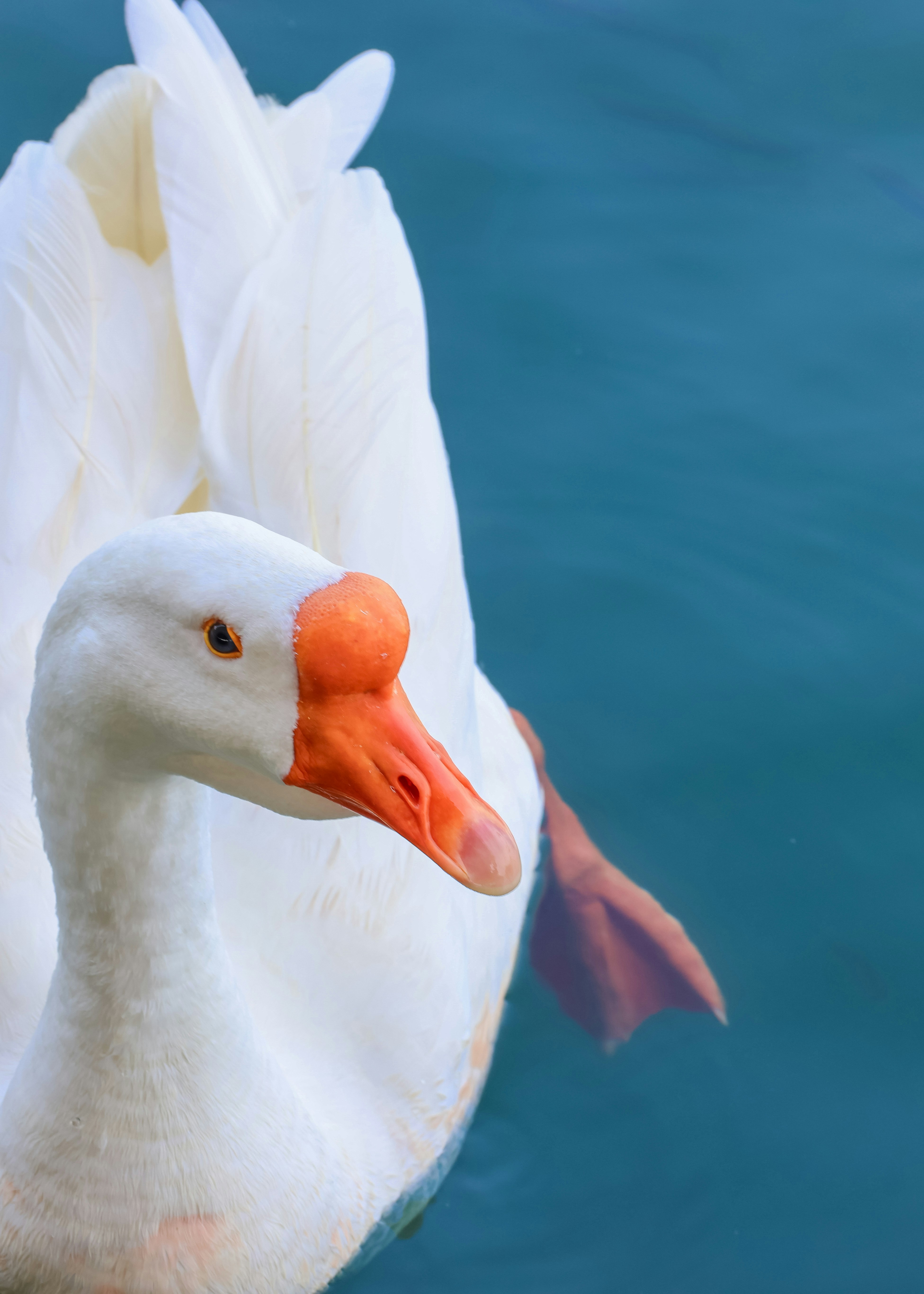 Photo by dickenslin76