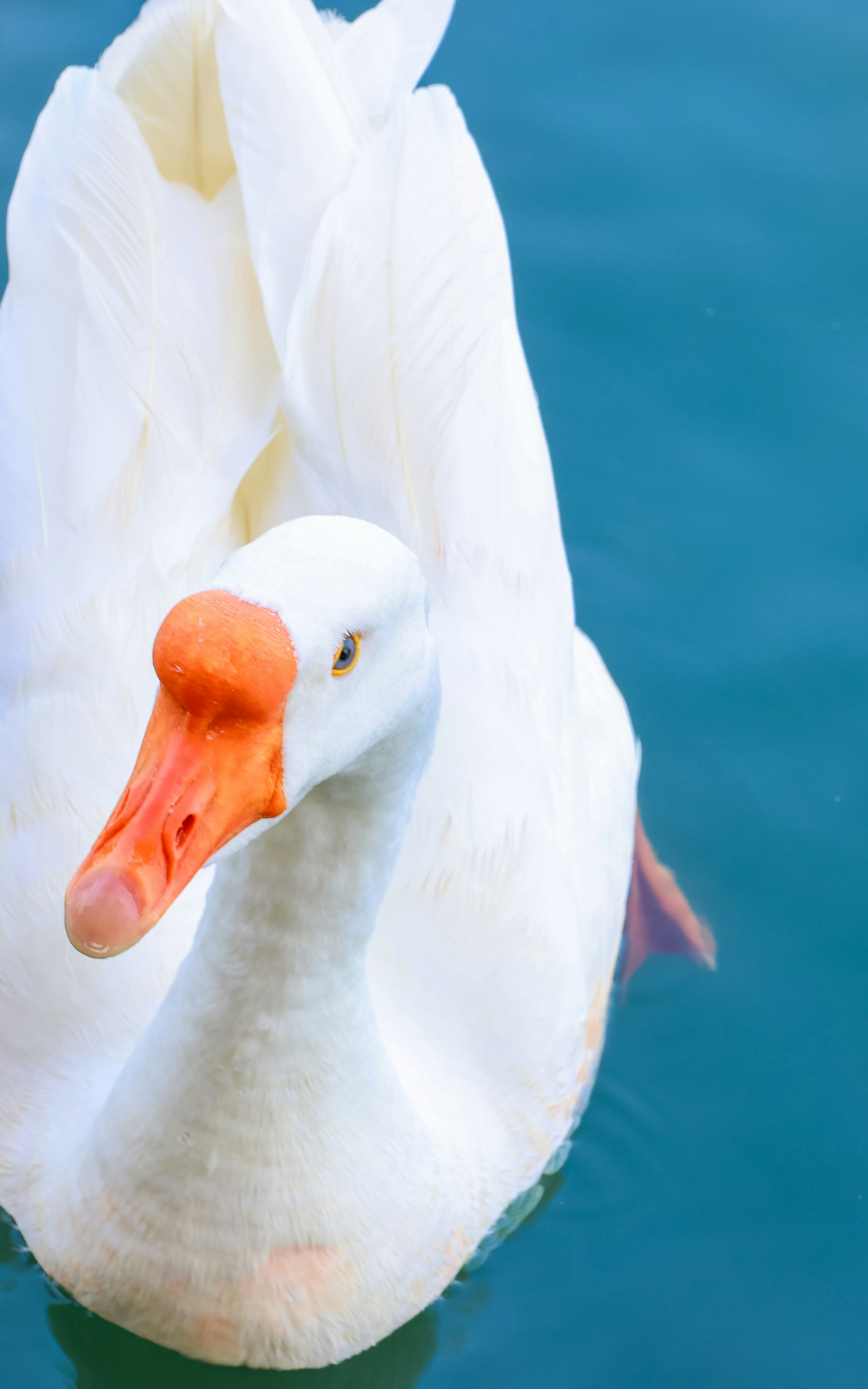 Photo by dickenslin76