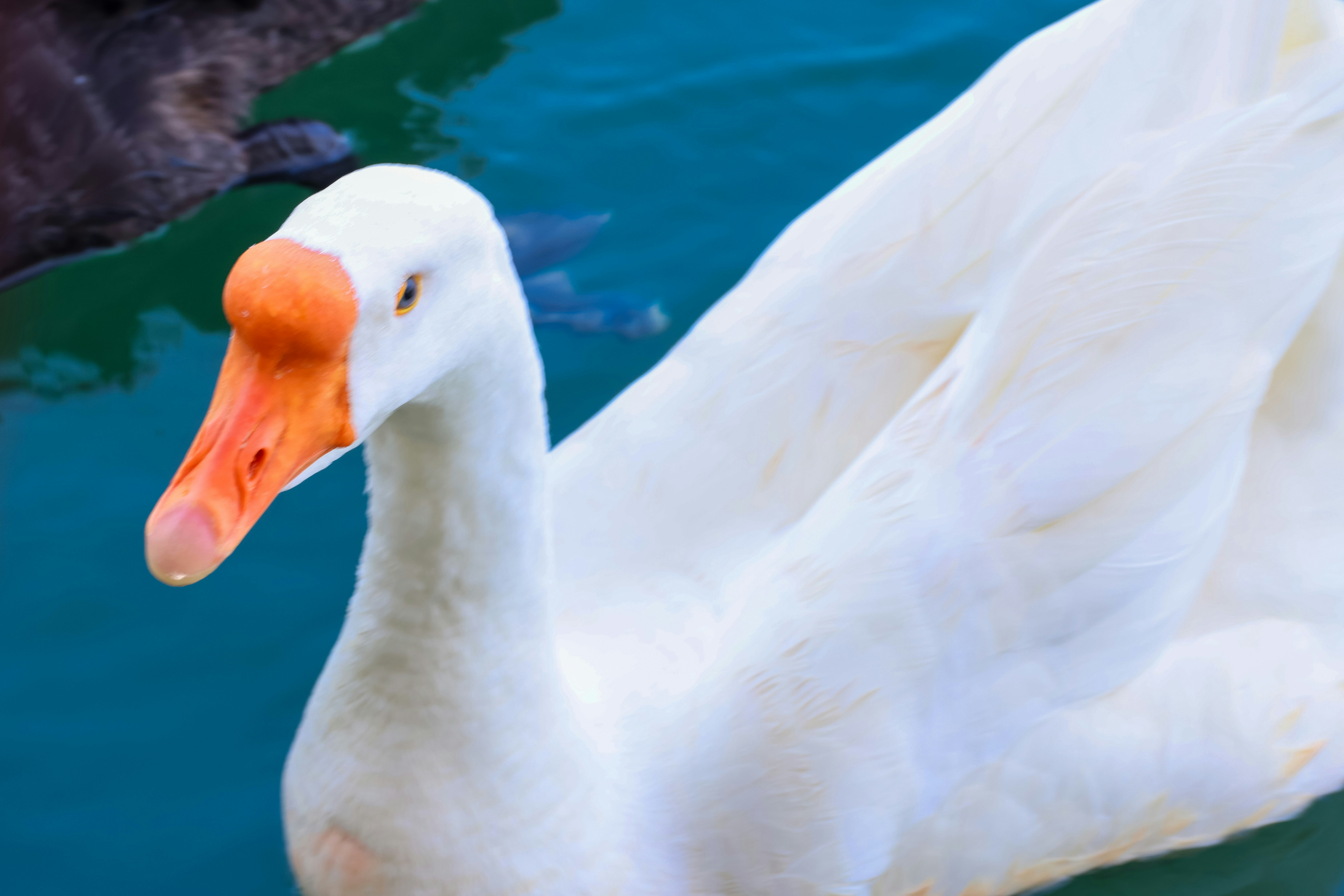 Photo by dickenslin76