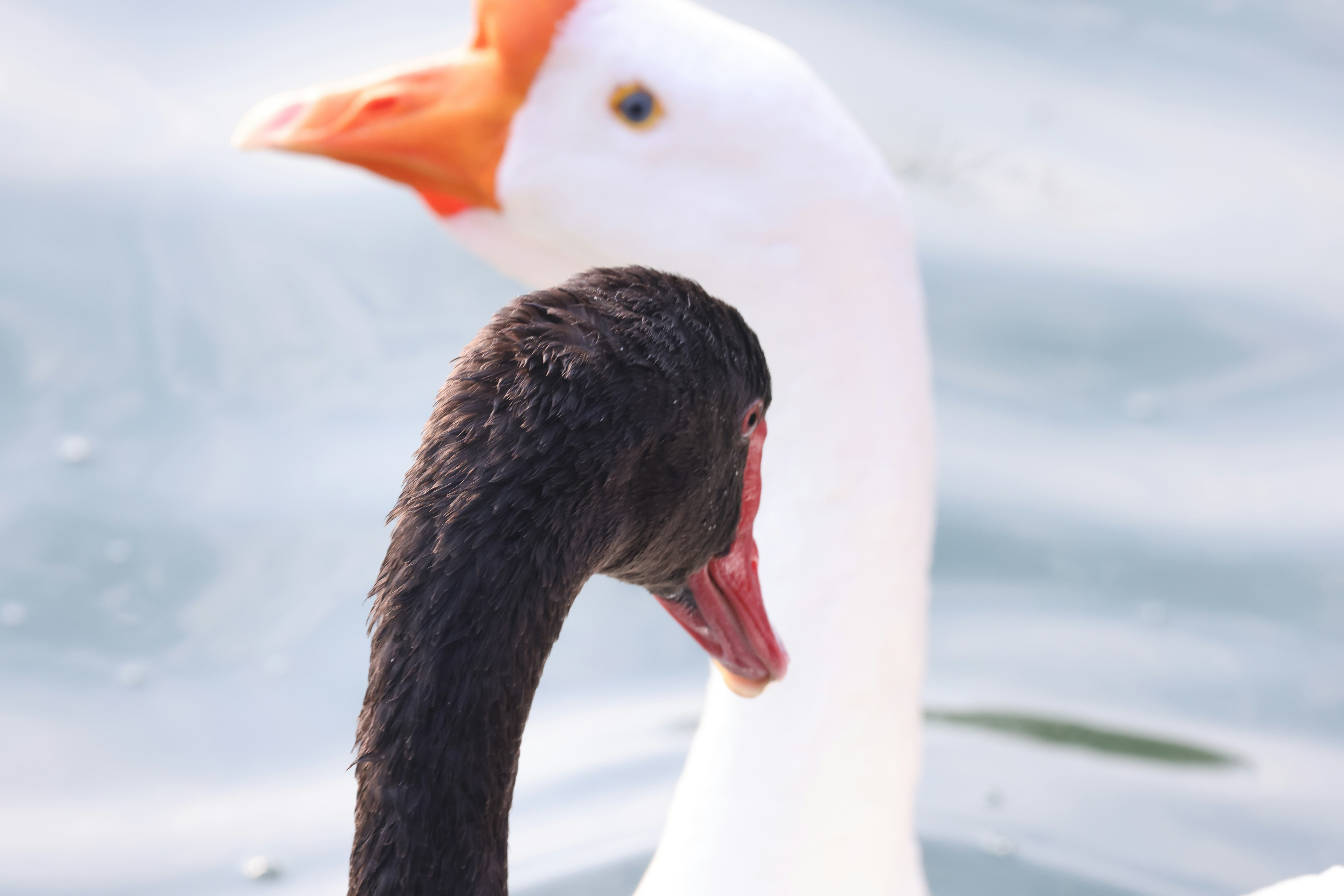 Photo by dickenslin76