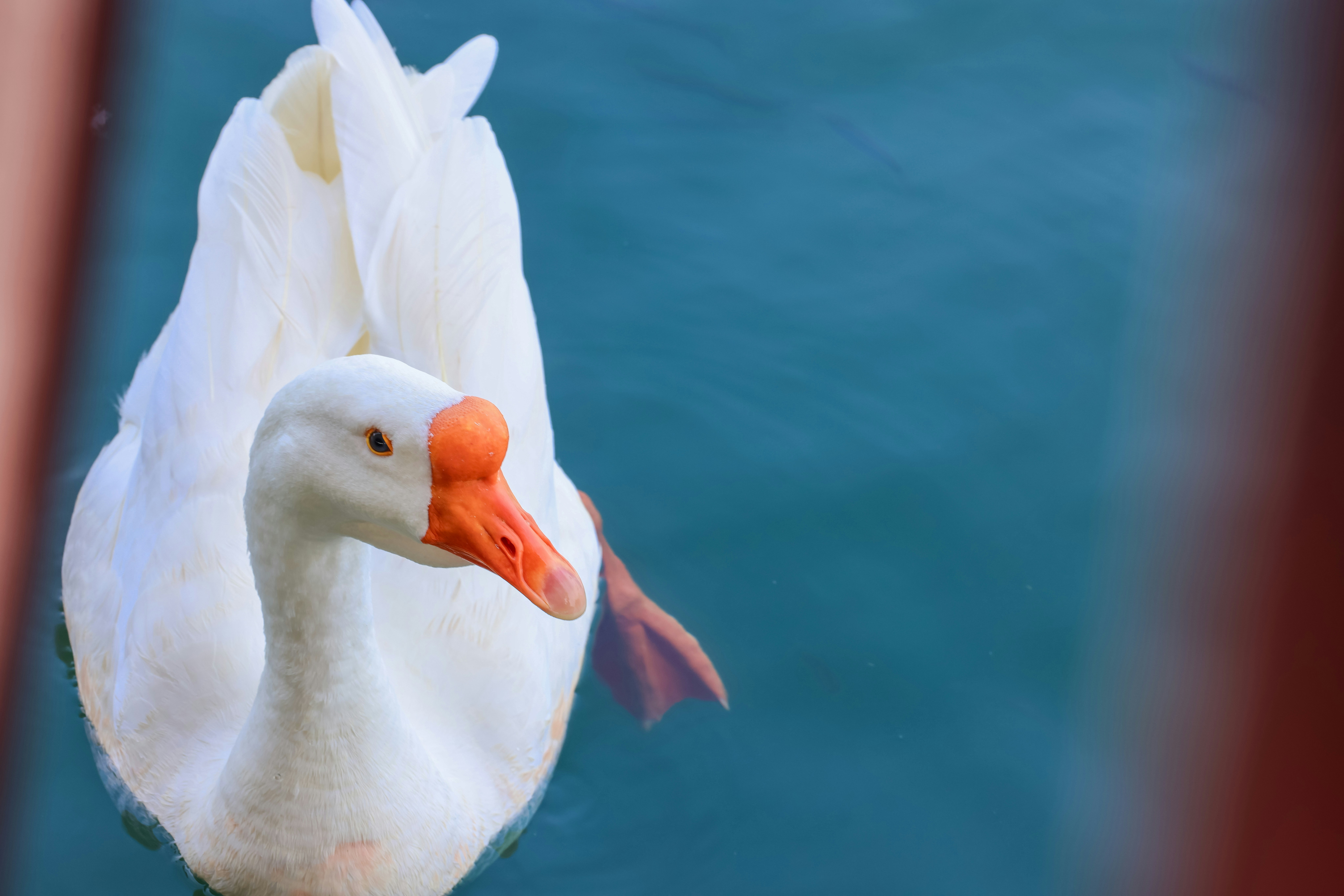 Photo by dickenslin76