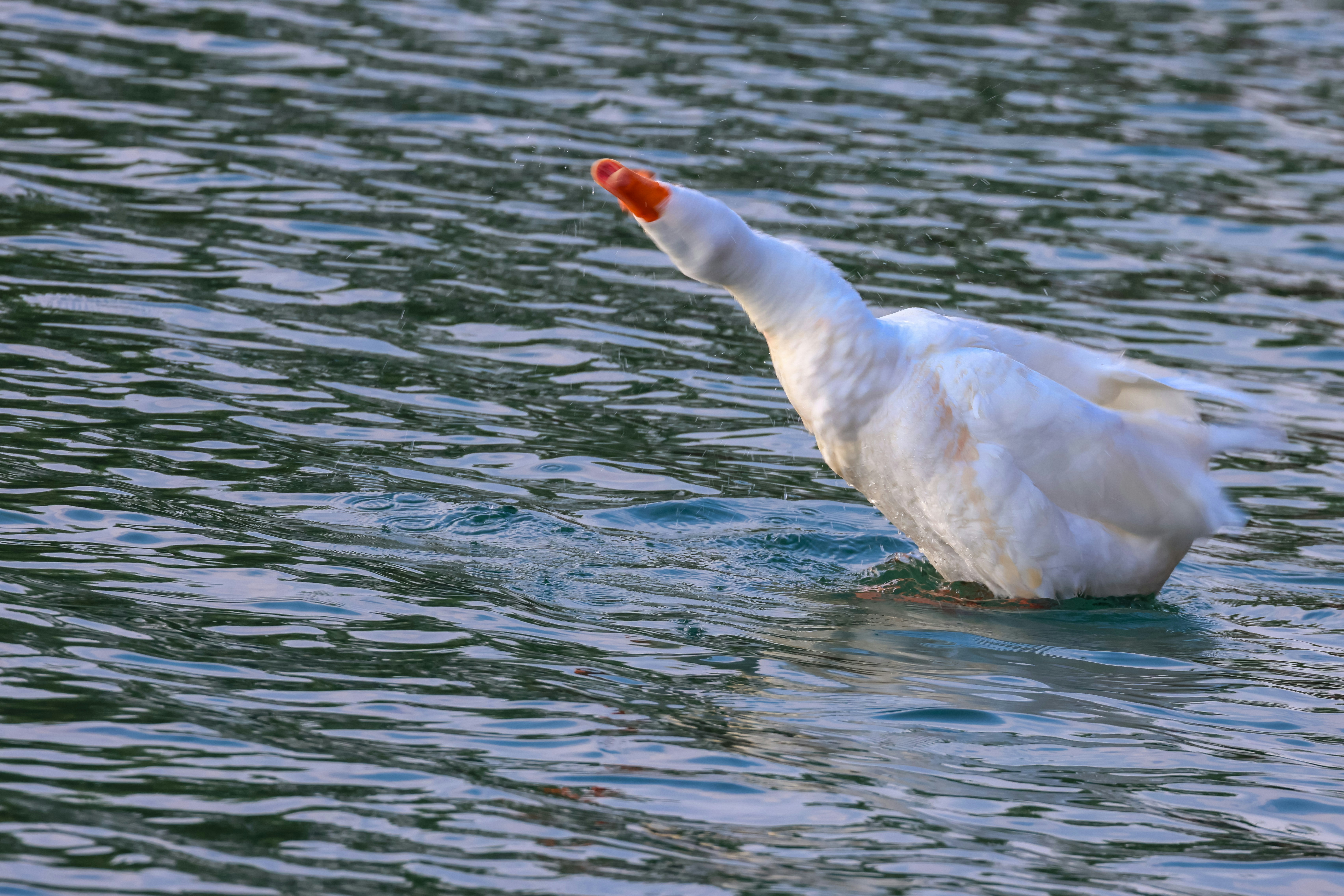 Photo by dickenslin76