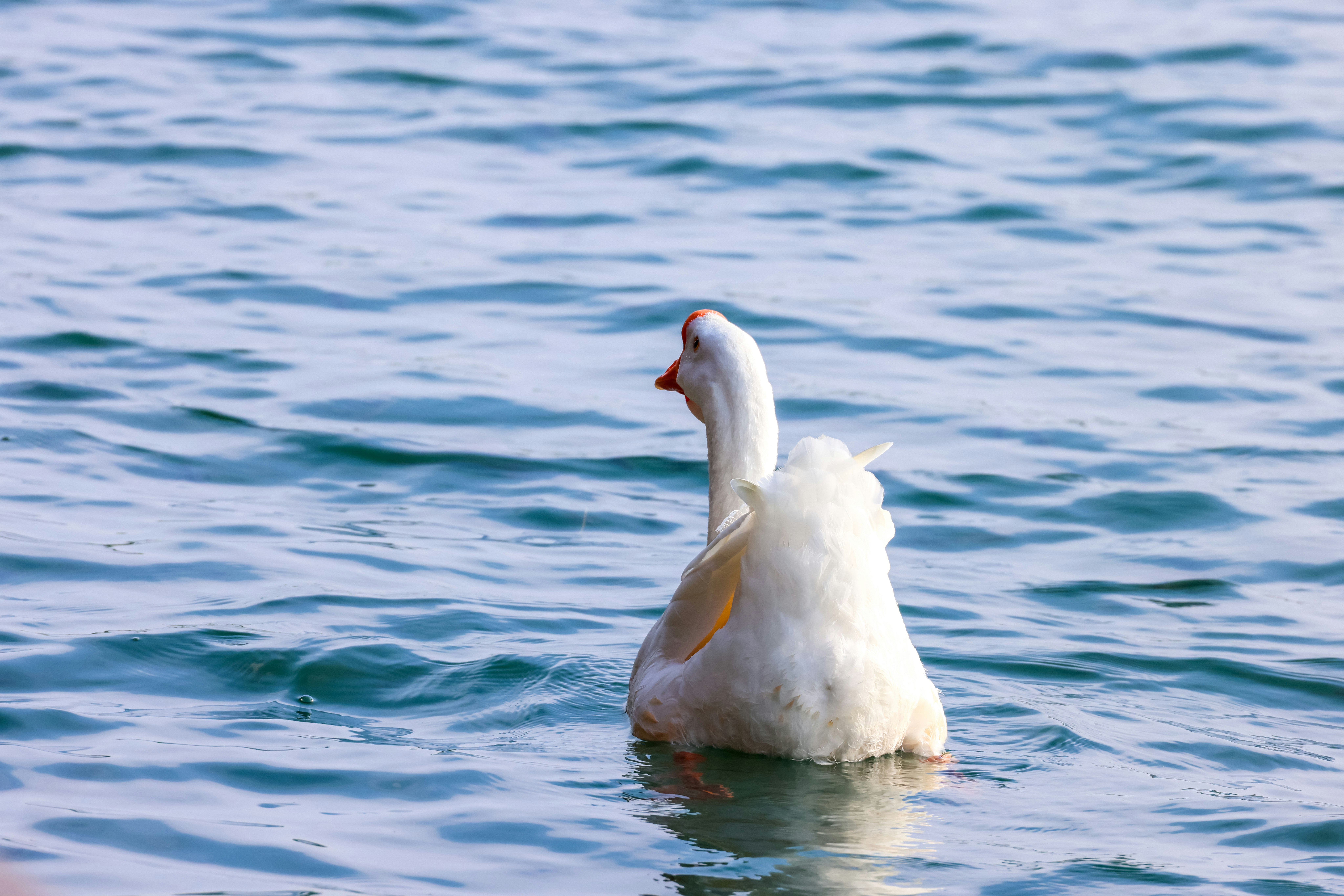 Photo by dickenslin76