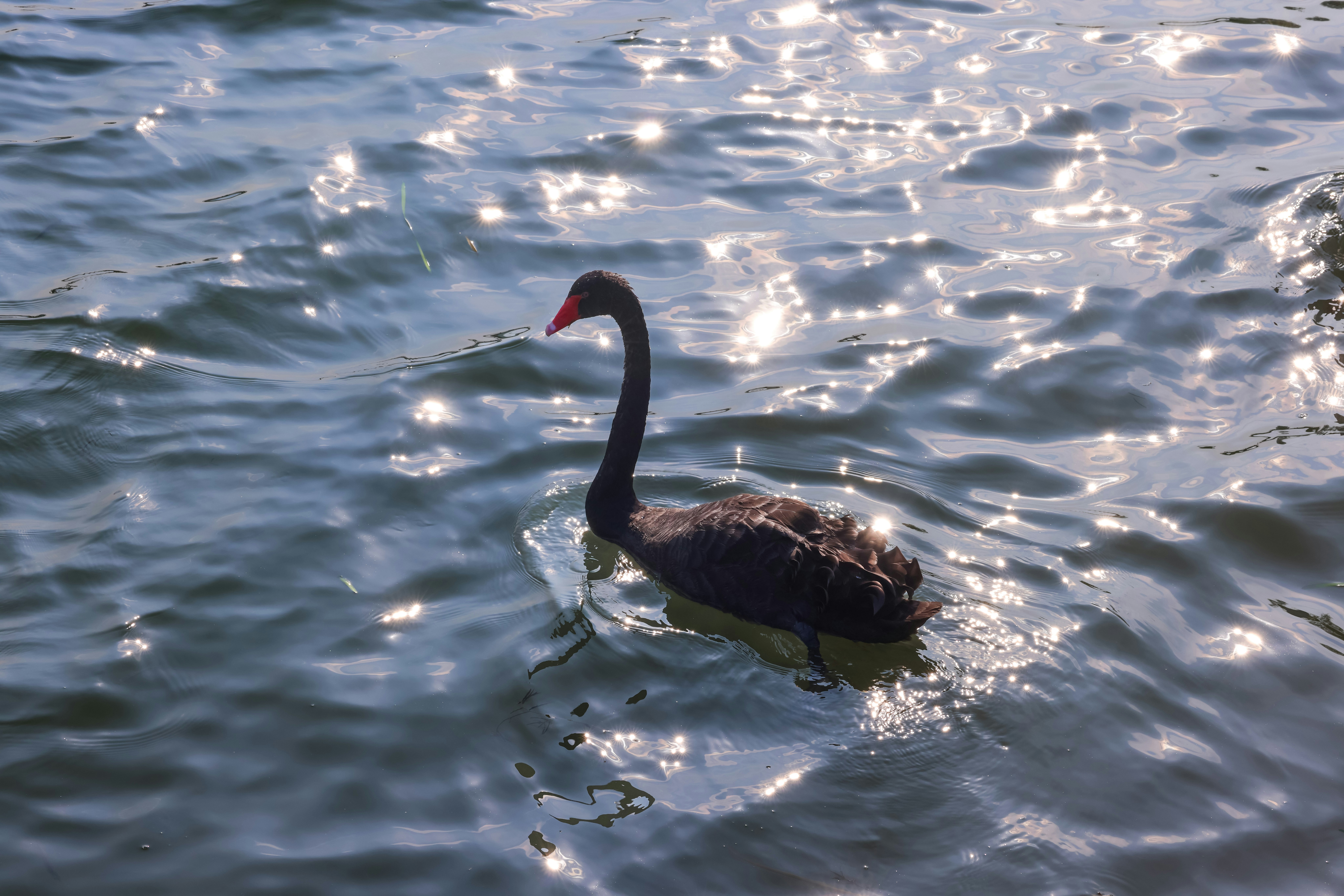 Photo by dickenslin76