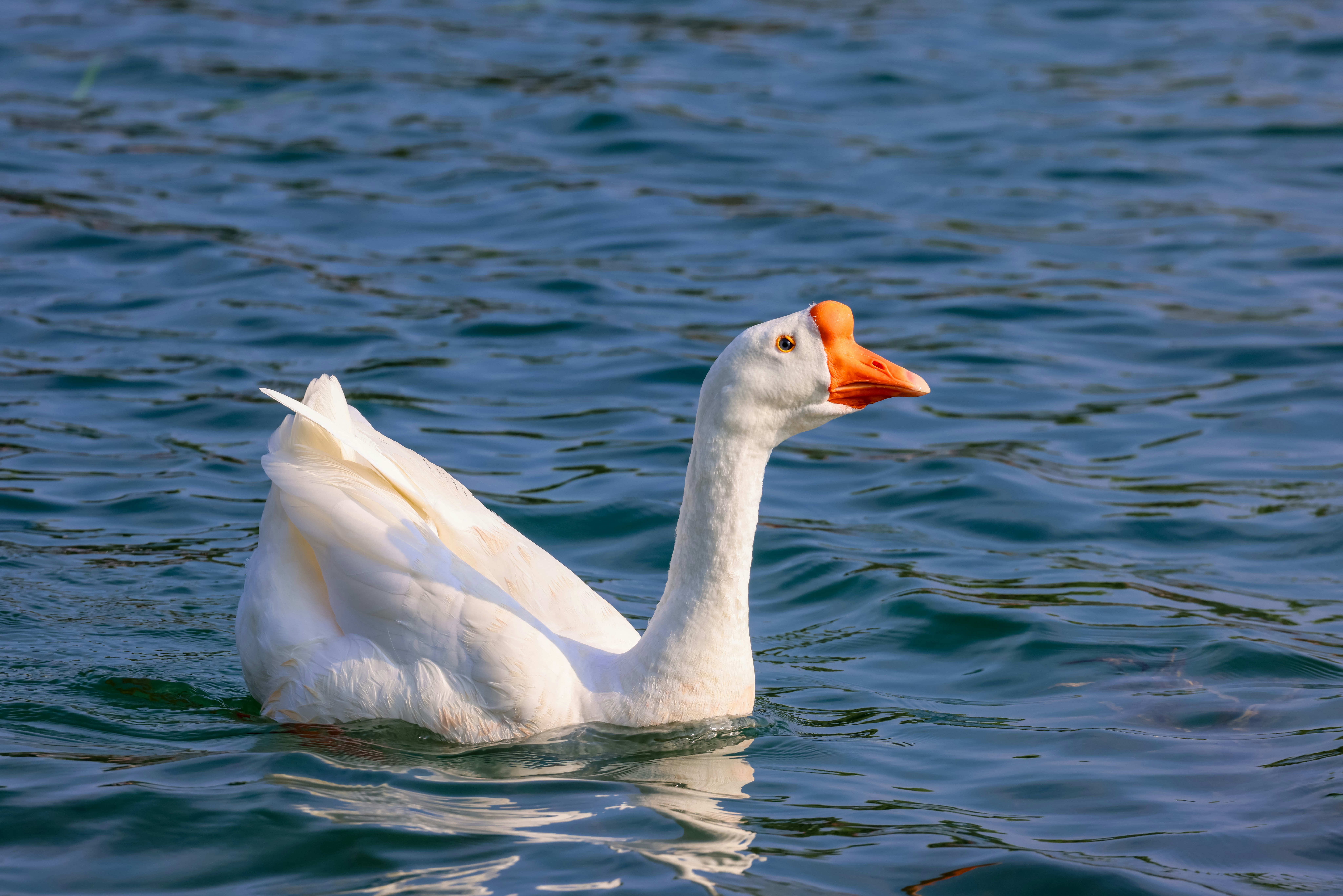 Photo by dickenslin76