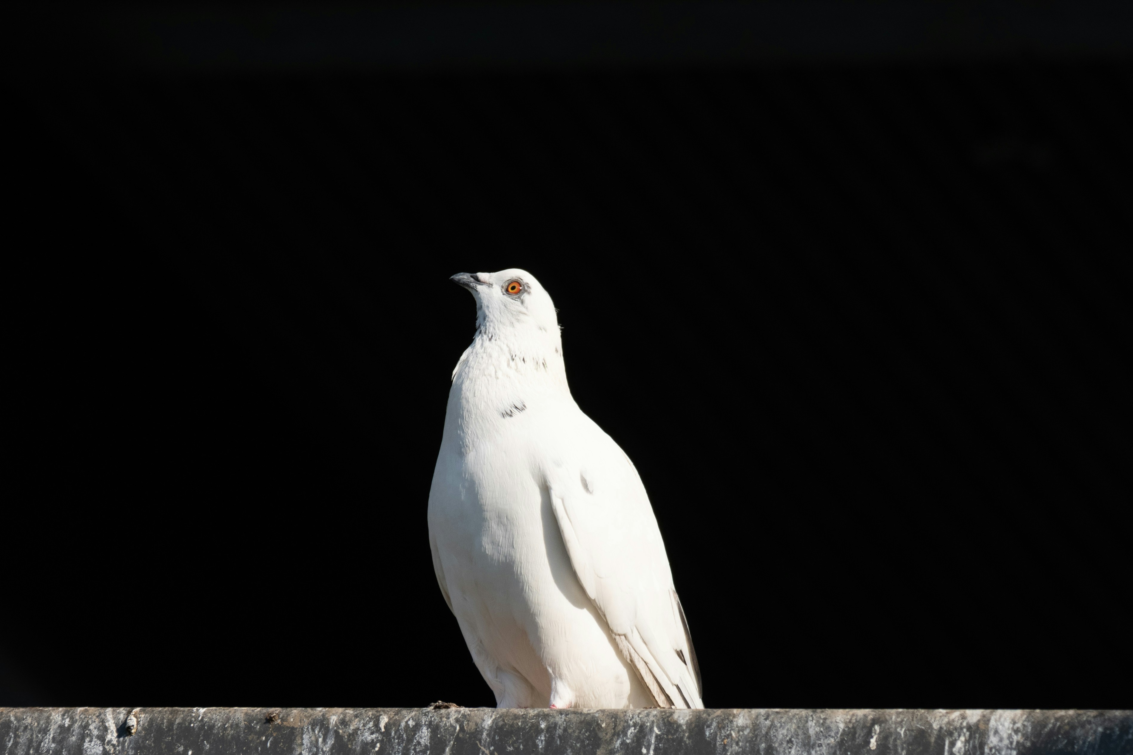 Photo by mechaowlstudios