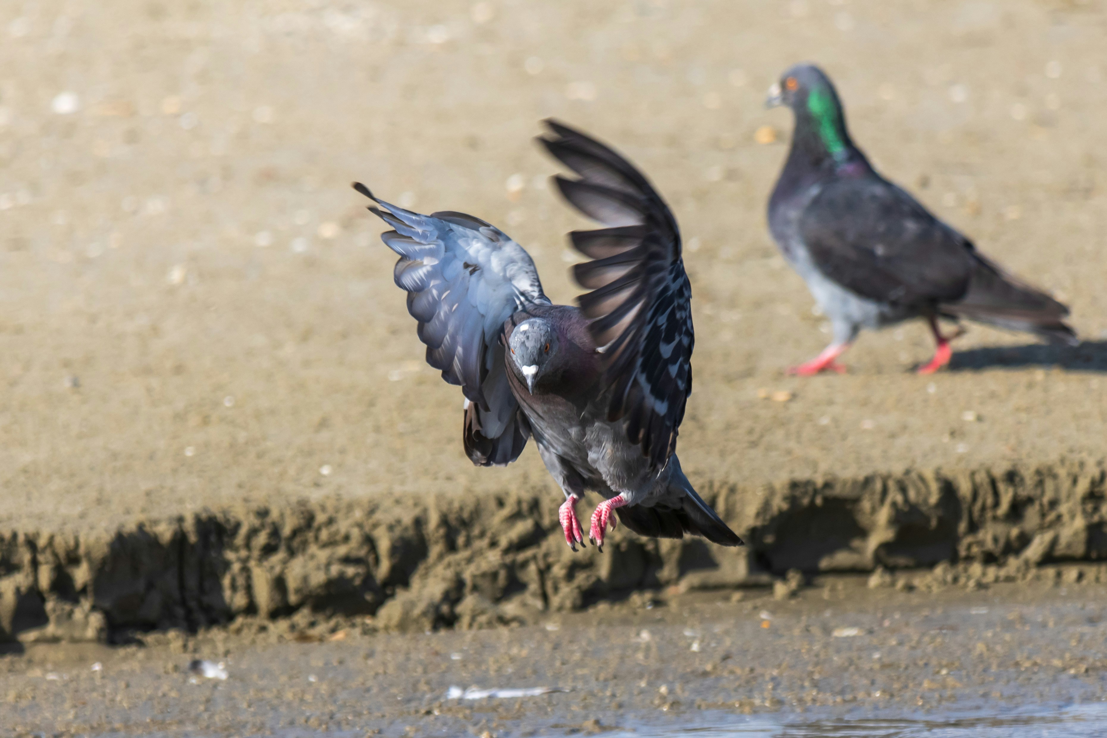 Photo by mechaowlstudios