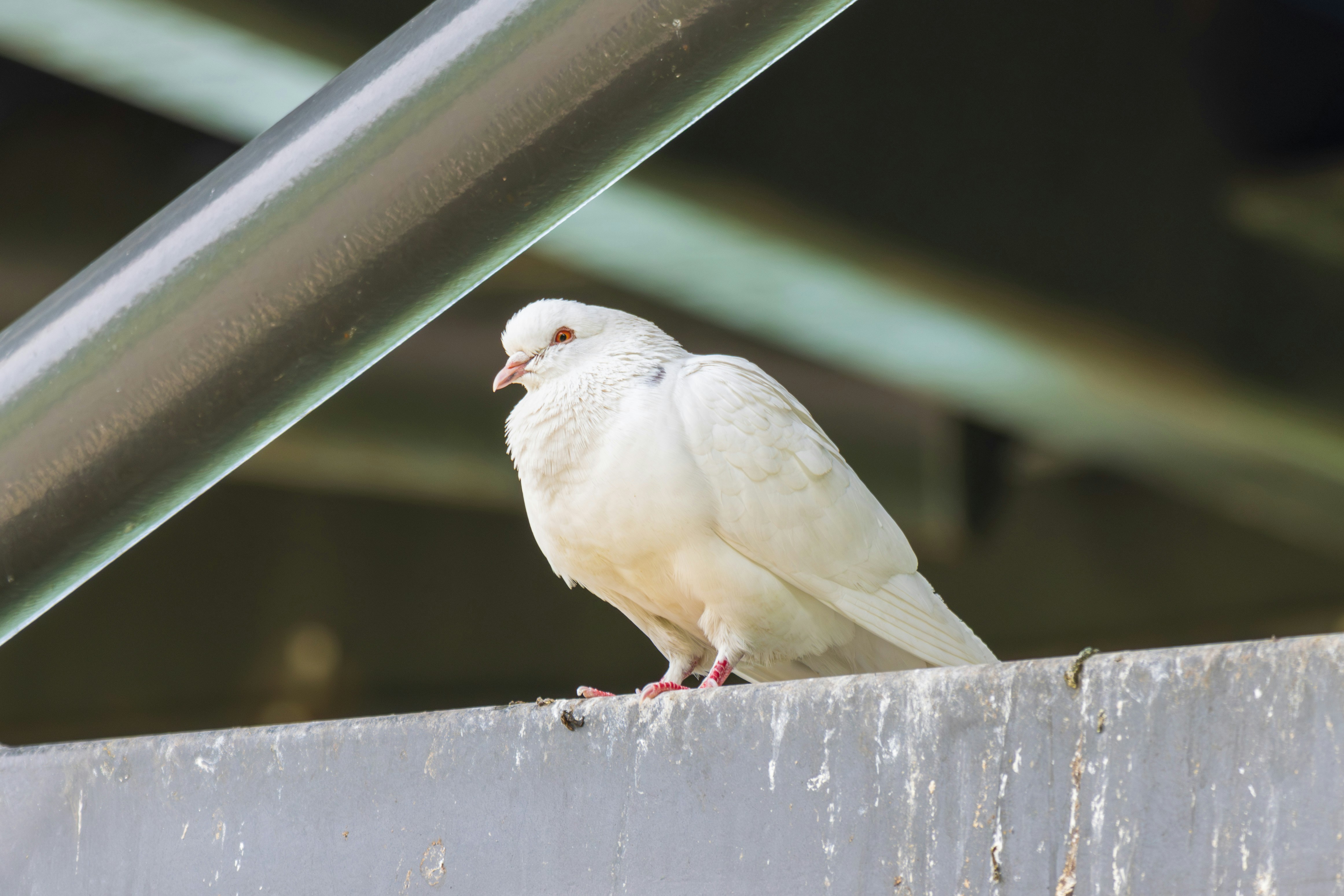 Photo by mechaowlstudios