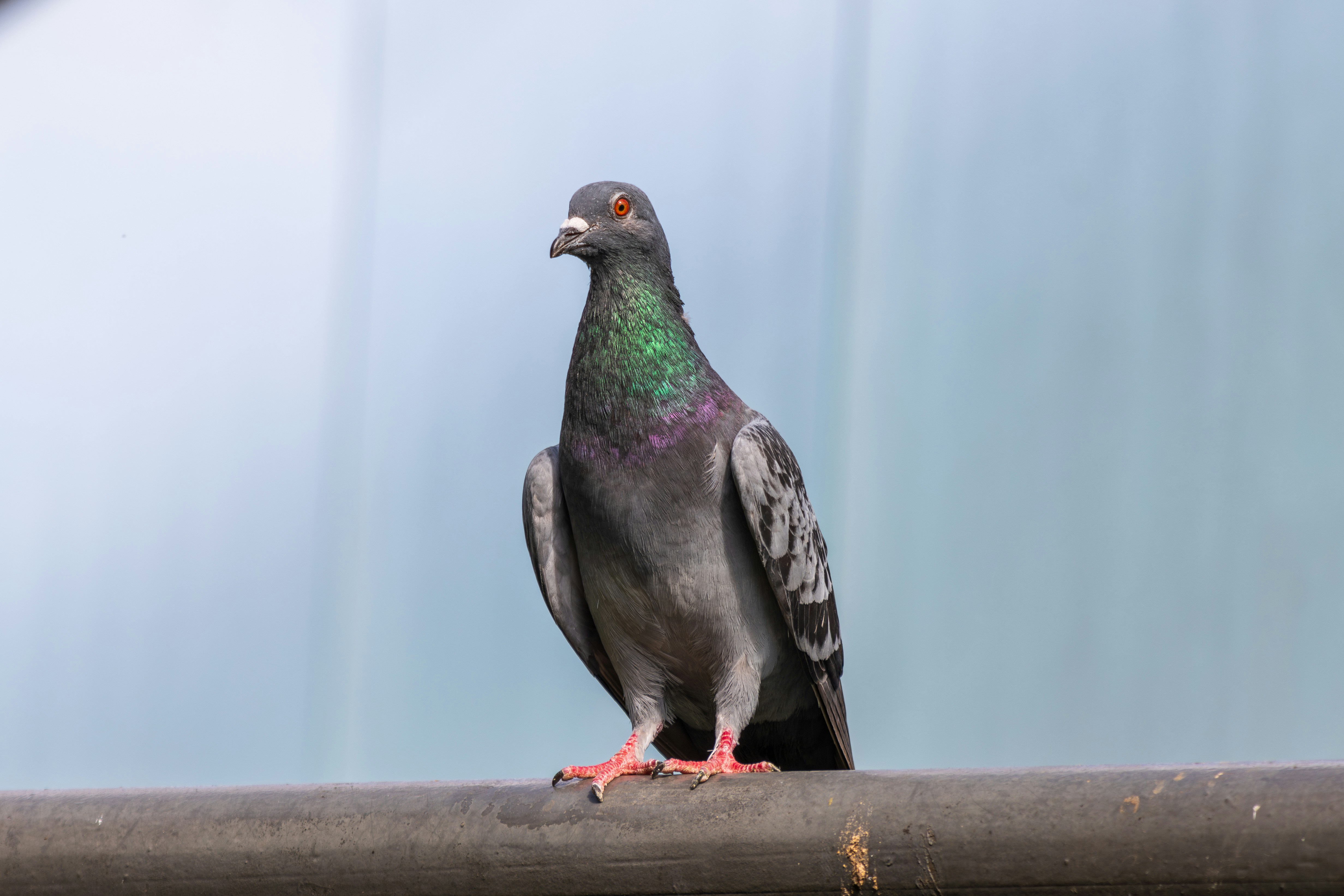 Photo by mechaowlstudios