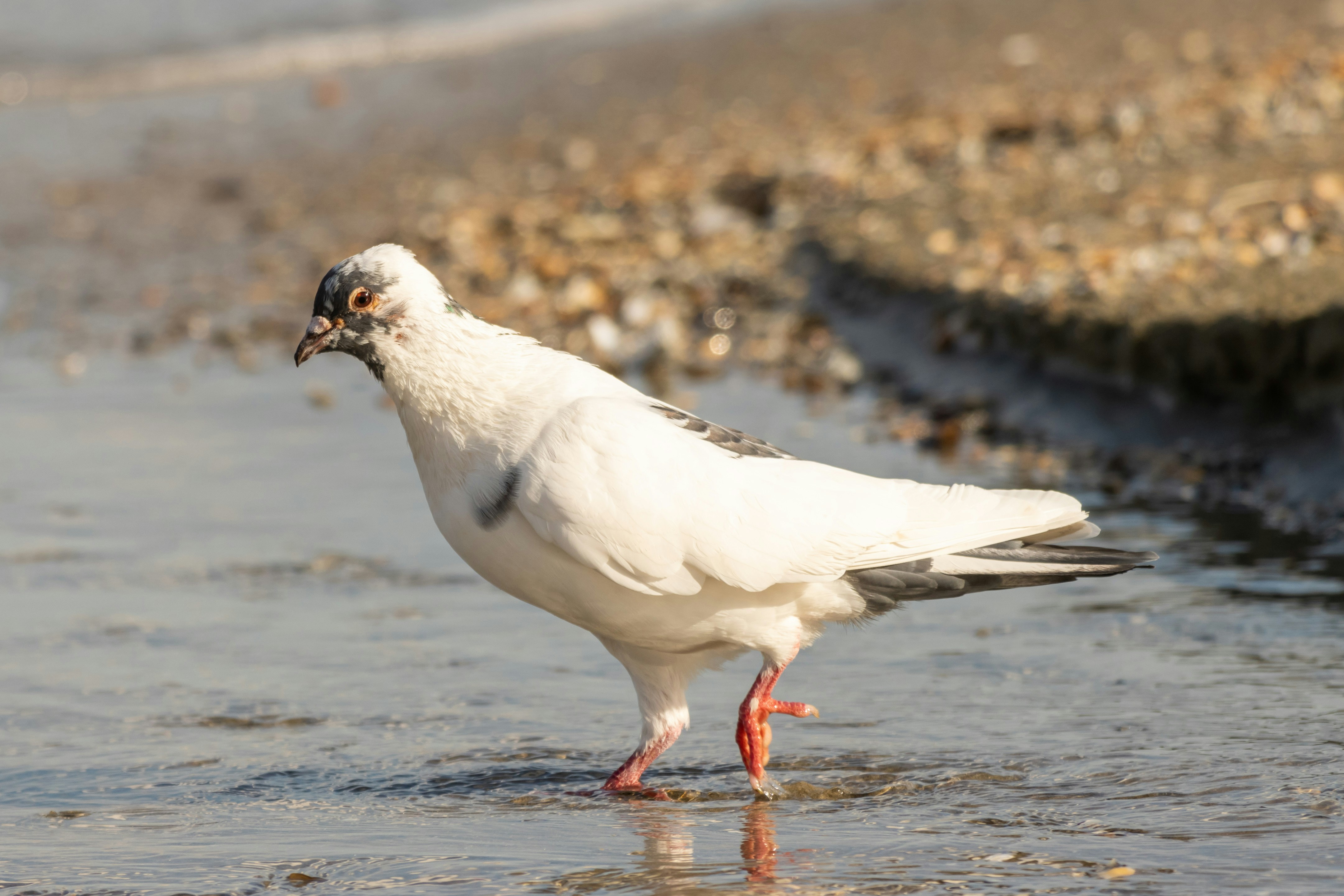 Photo by mechaowlstudios