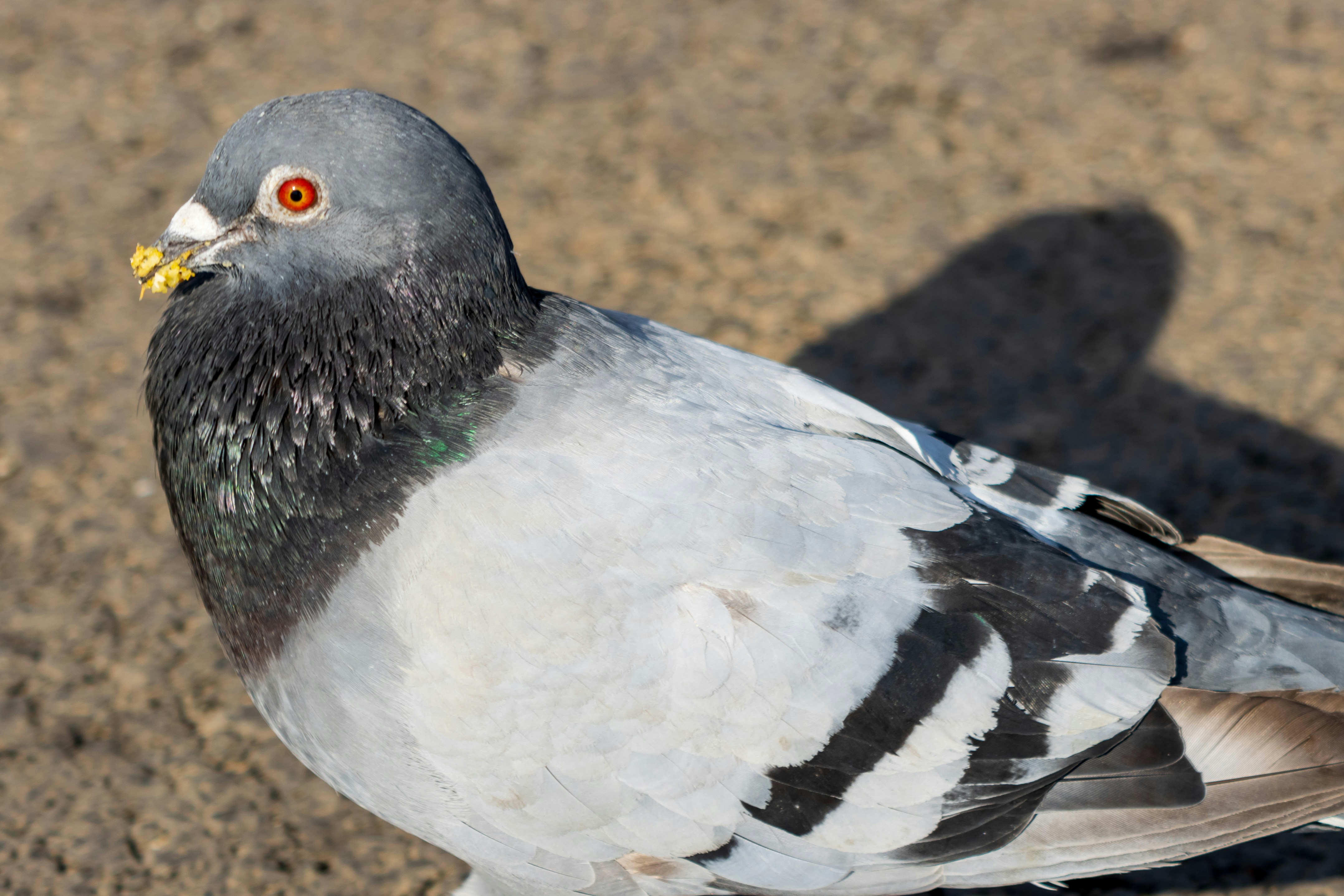 Pigeon on the ground