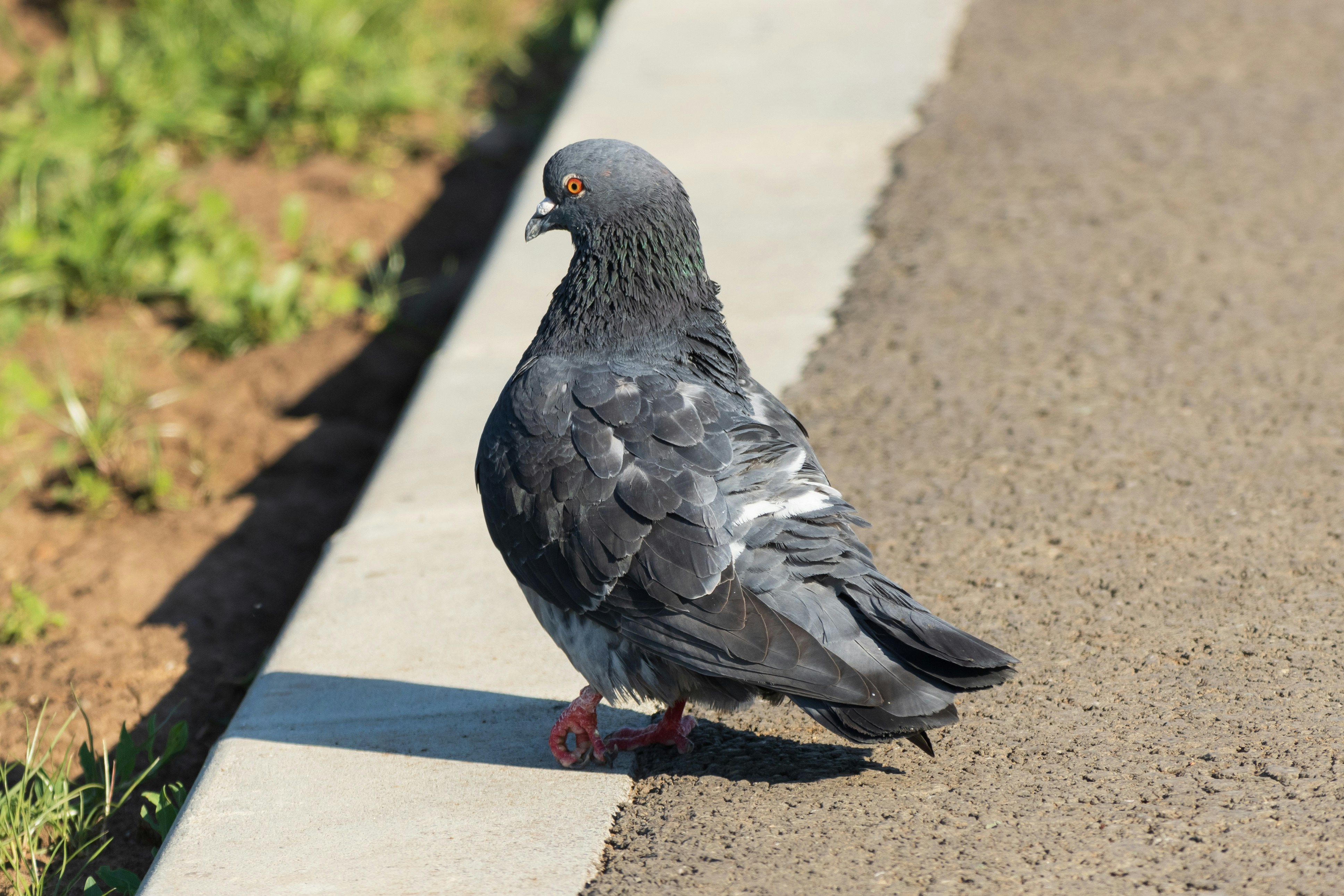 Photo by mechaowlstudios