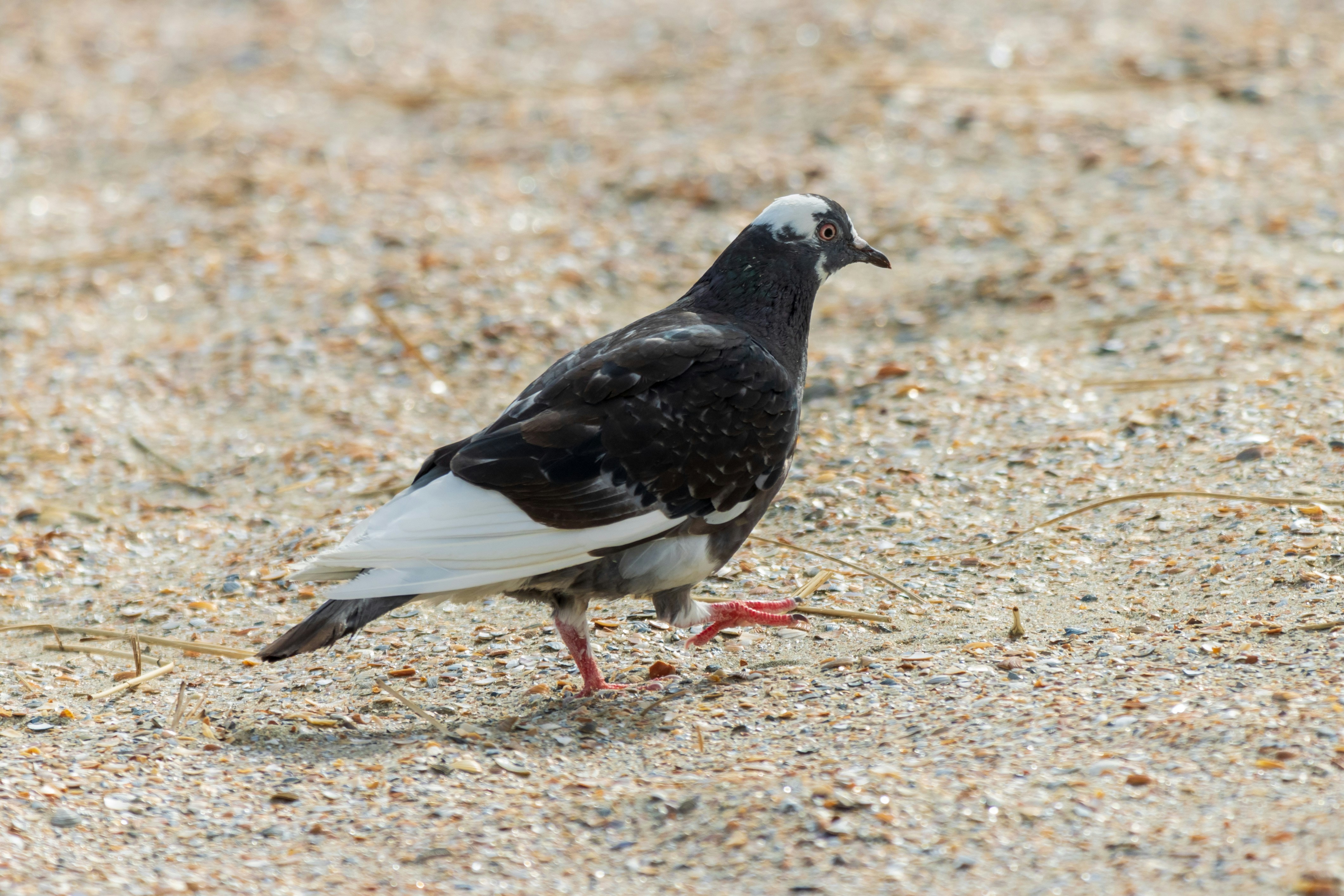 Photo by mechaowlstudios