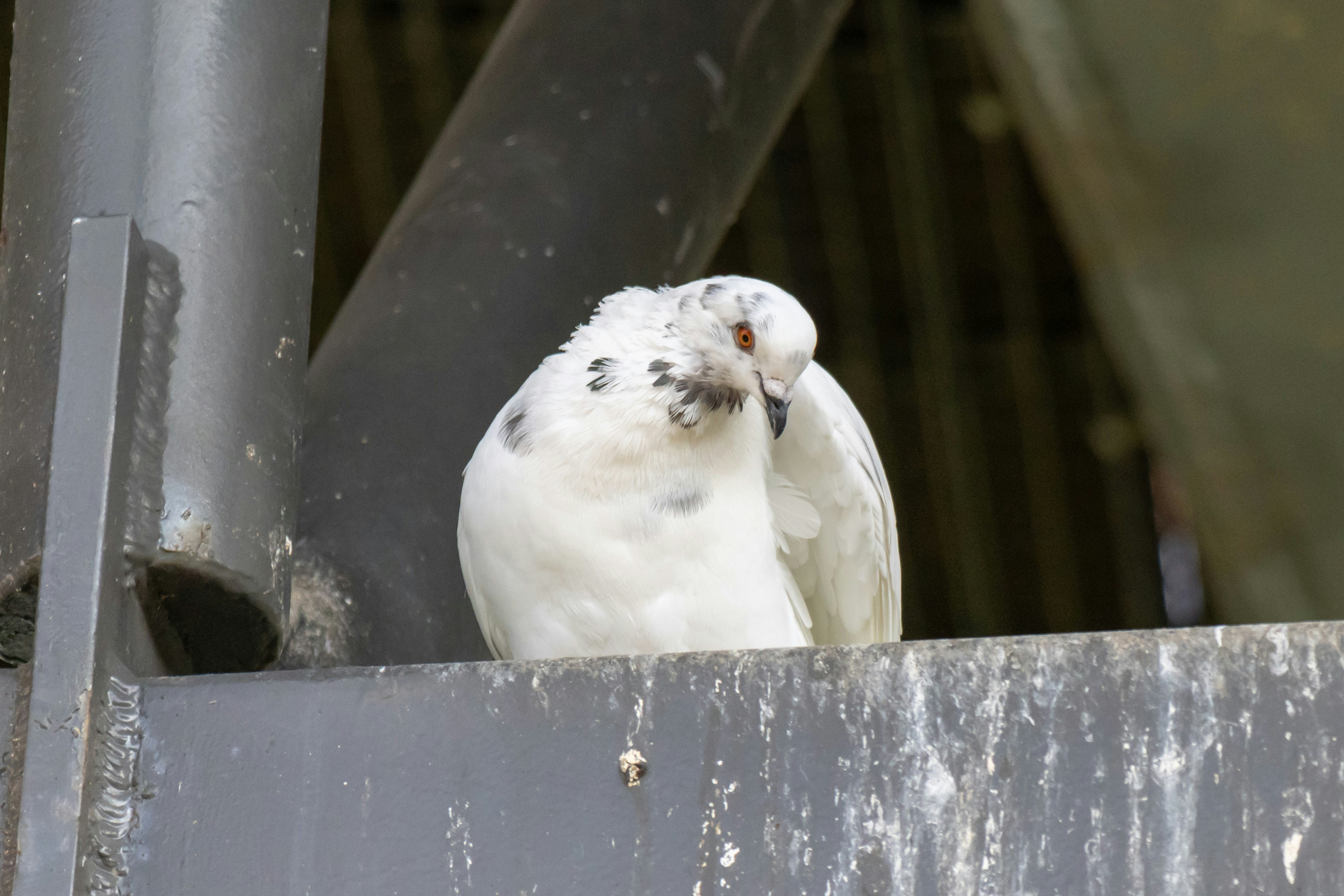 Photo by mechaowlstudios