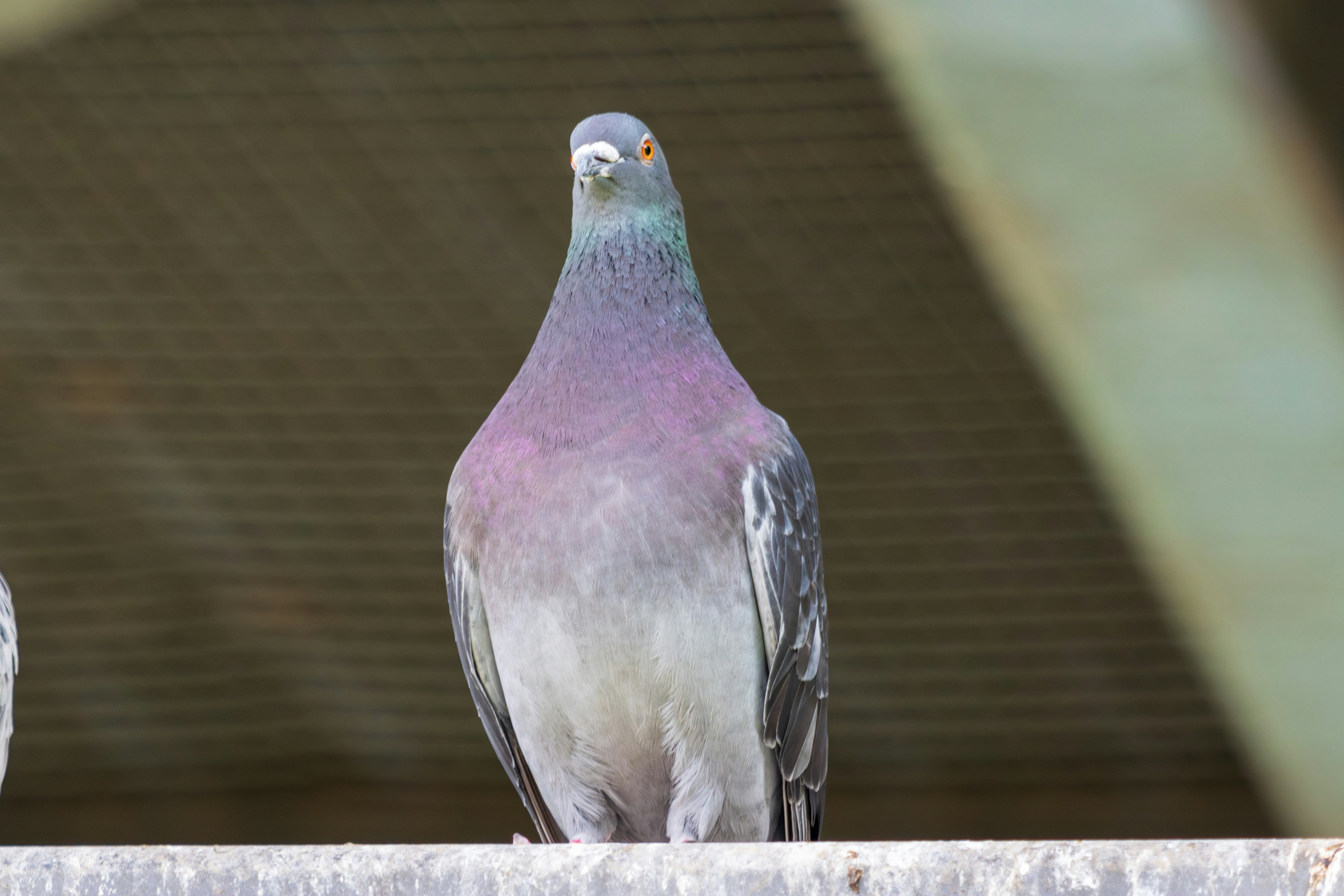 Photo by mechaowlstudios