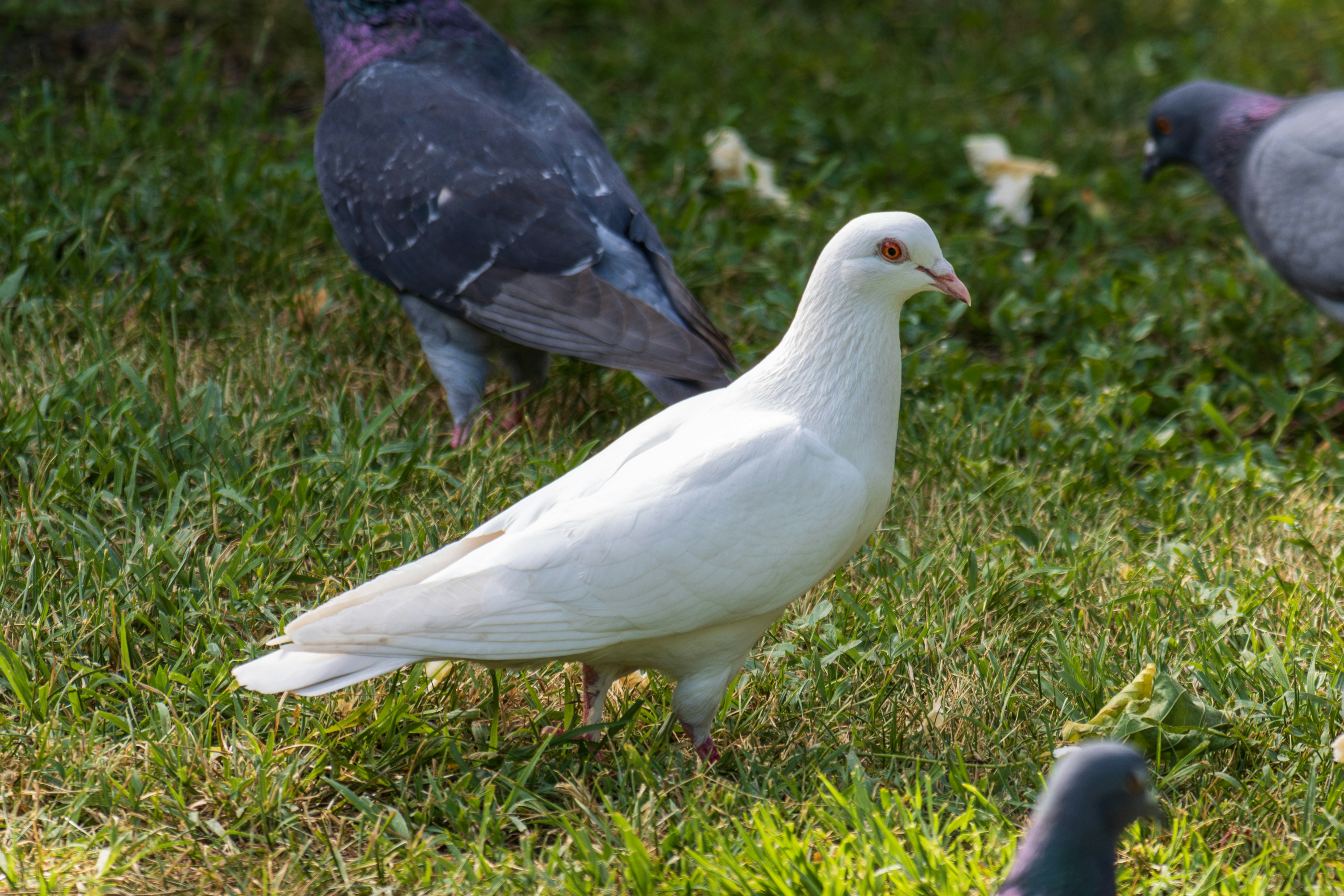 Photo by mechaowlstudios