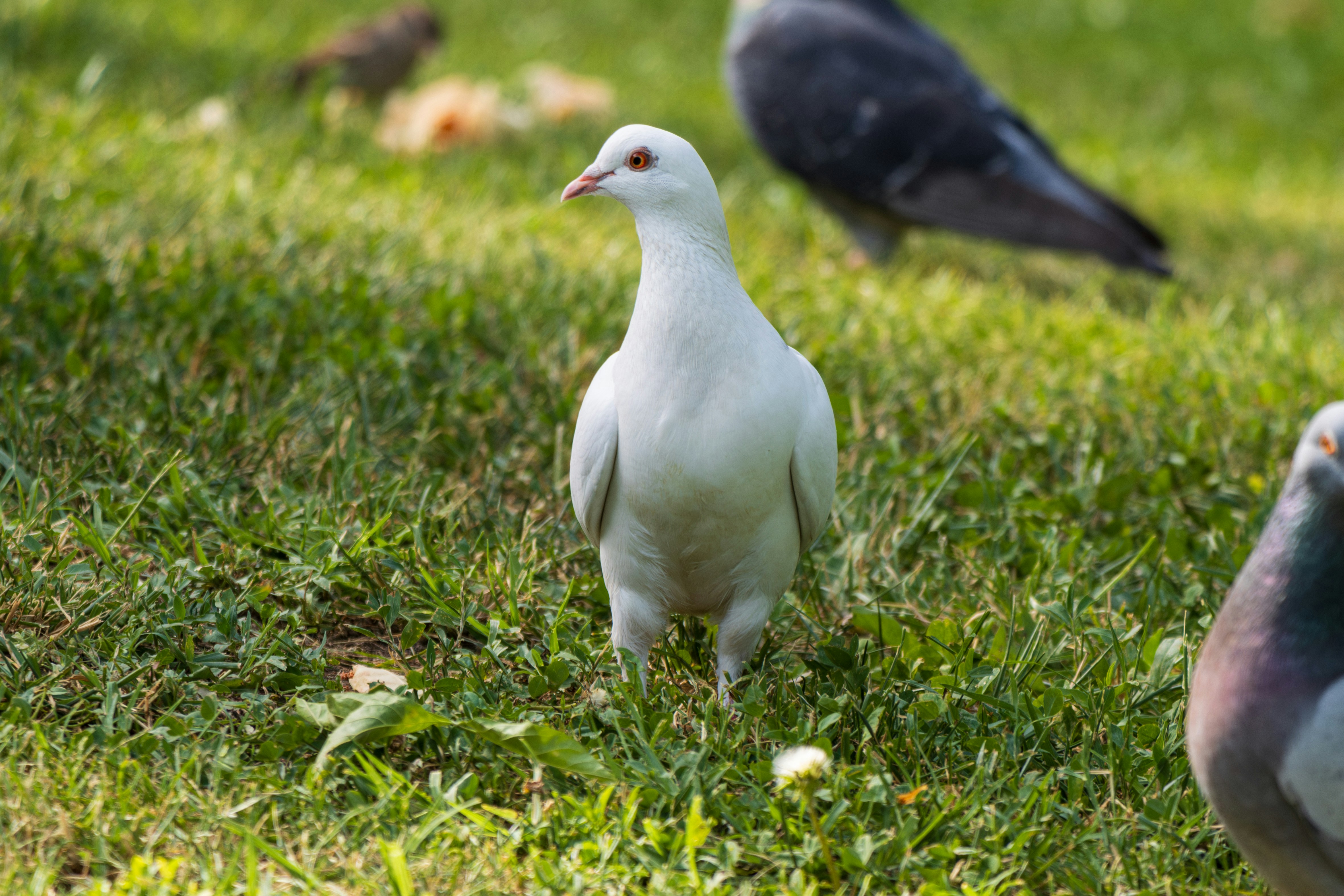 Photo by mechaowlstudios