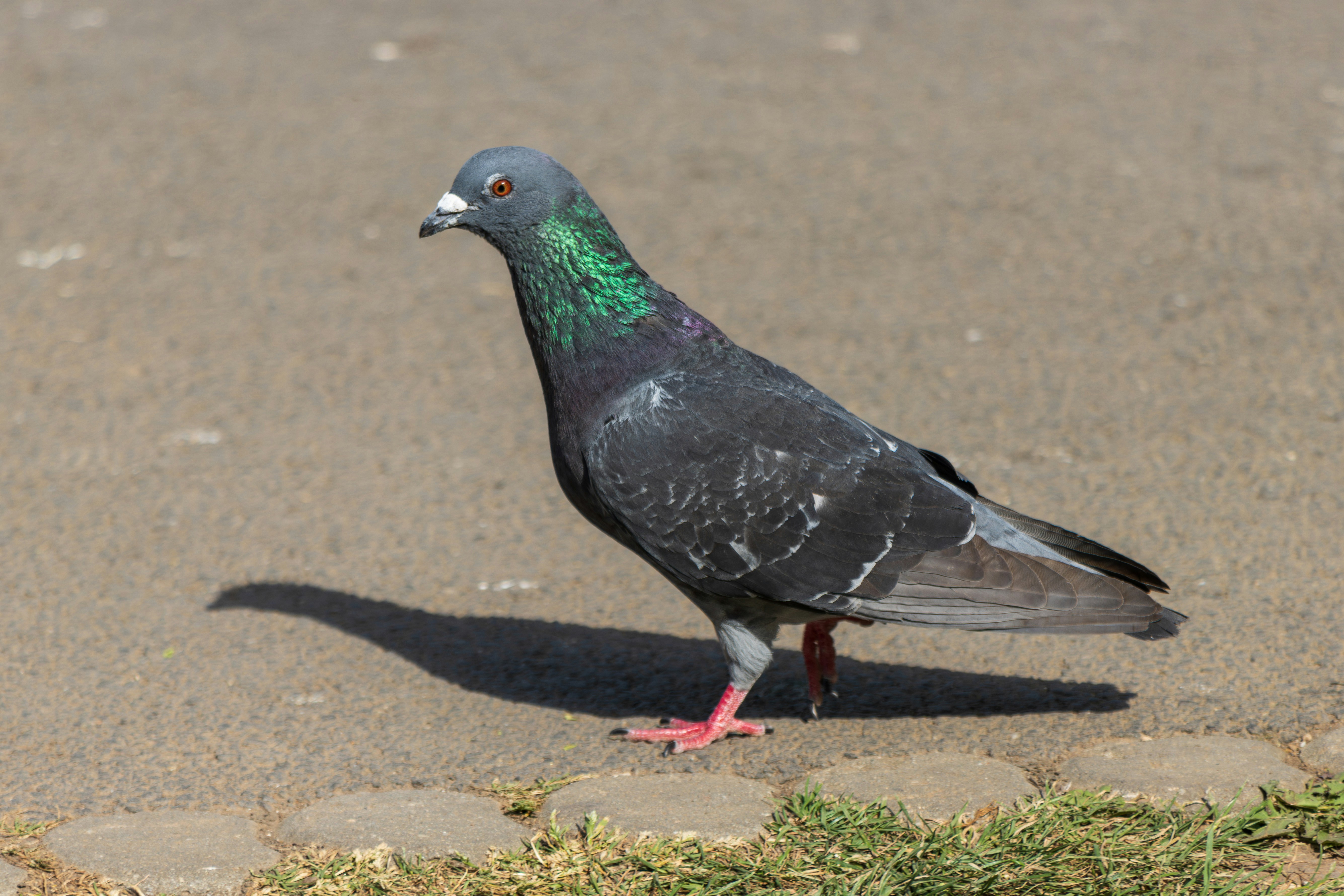 Photo by mechaowlstudios