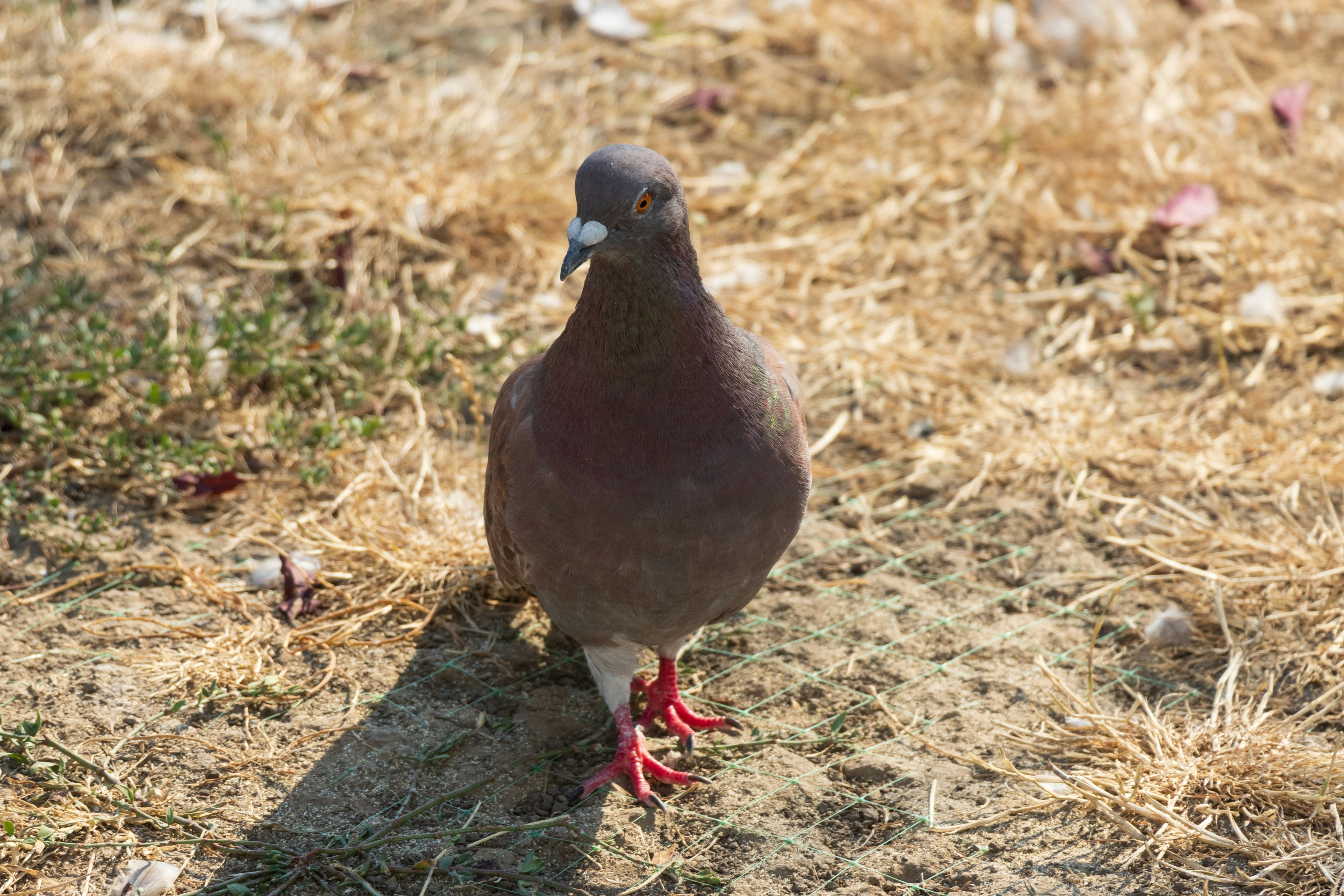 Photo by mechaowlstudios