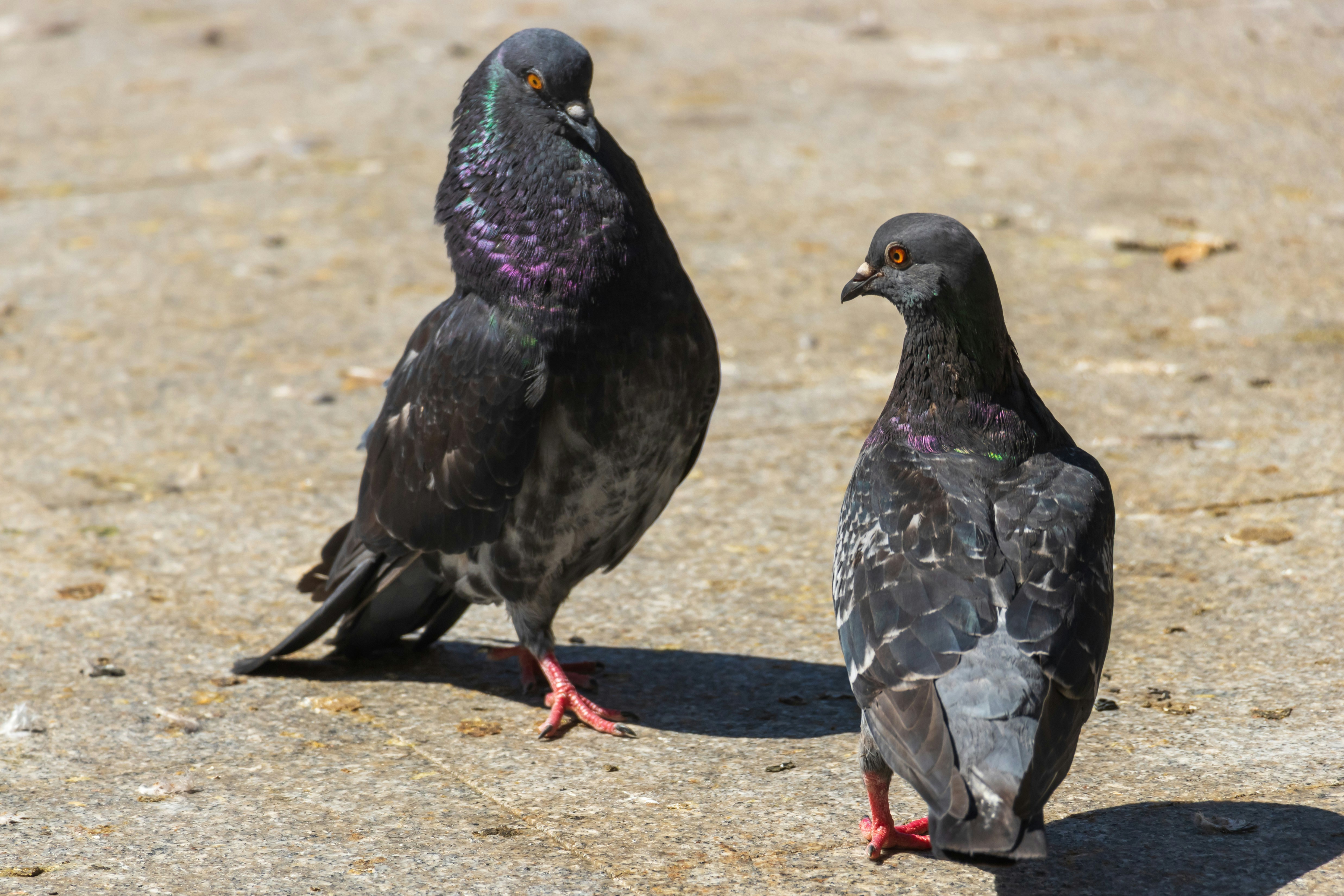 Photo by mechaowlstudios