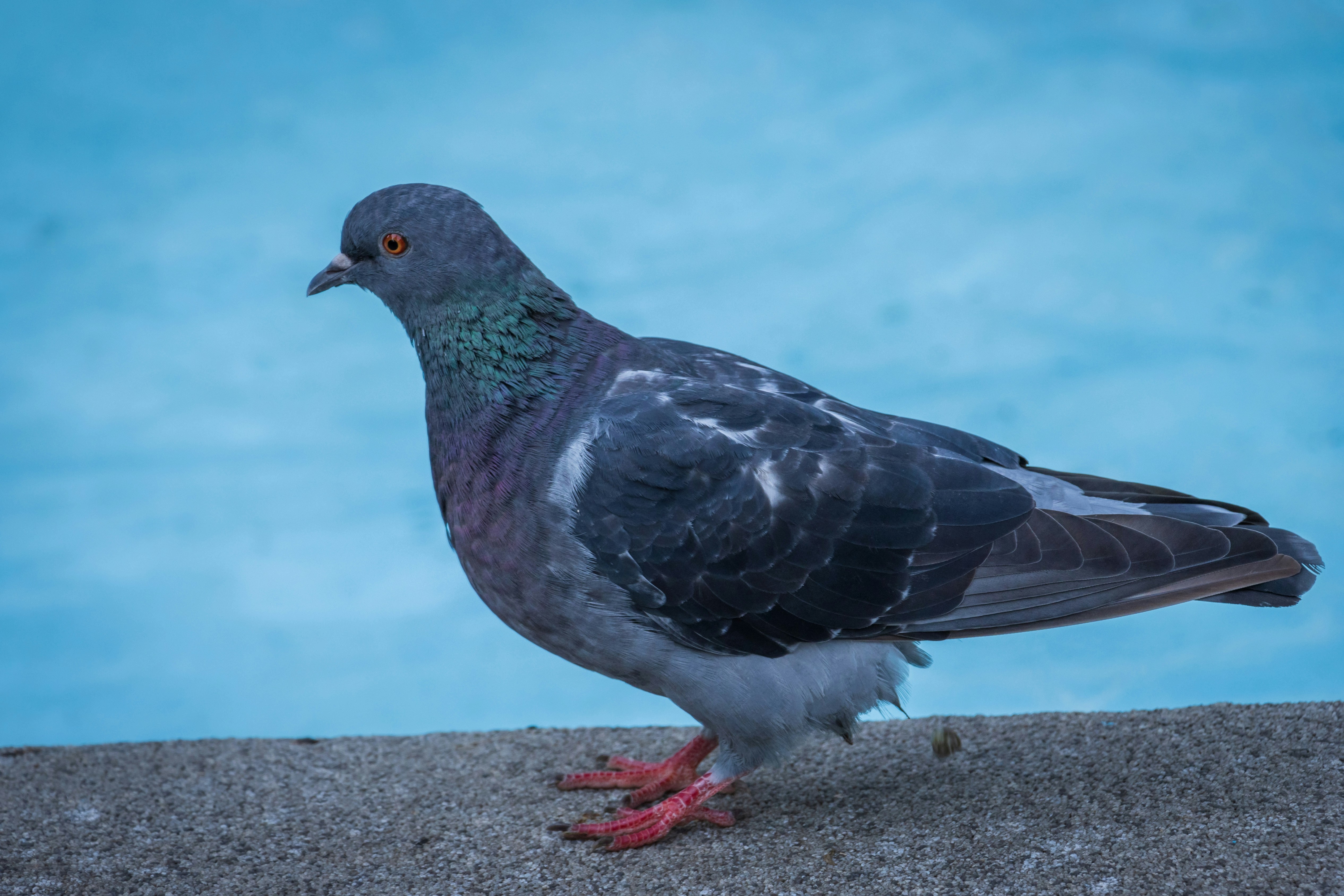 Photo by mechaowlstudios