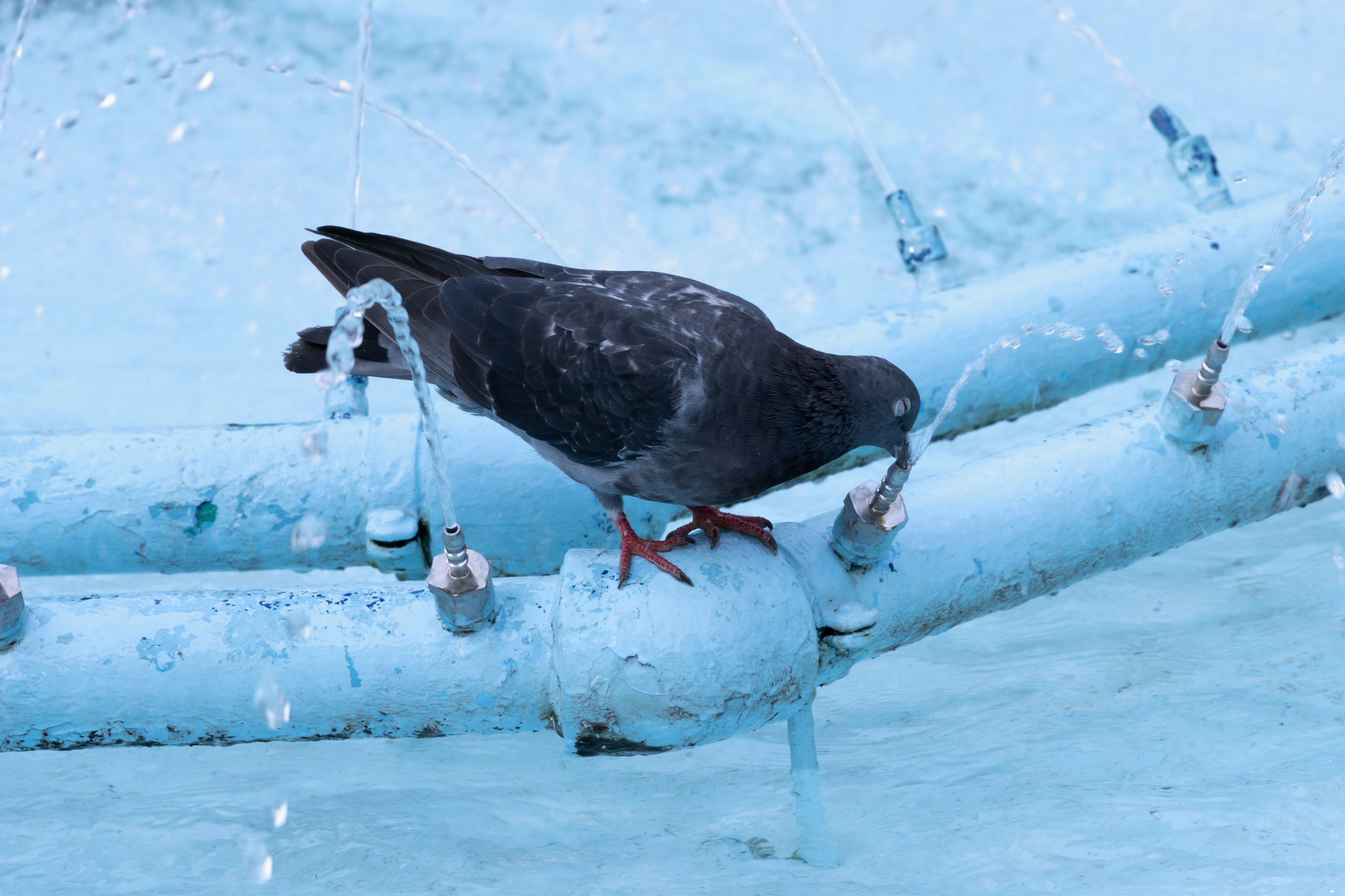 Photo by mechaowlstudios