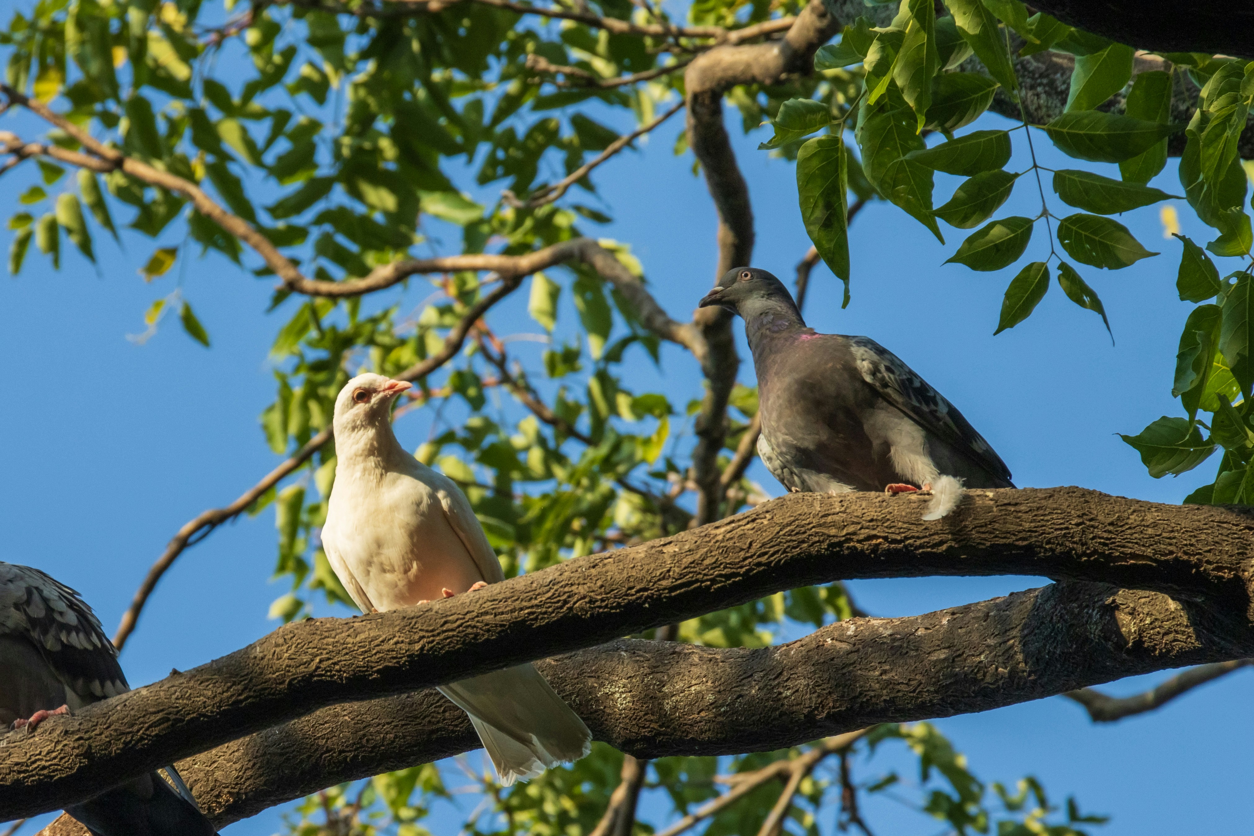 Photo by mechaowlstudios