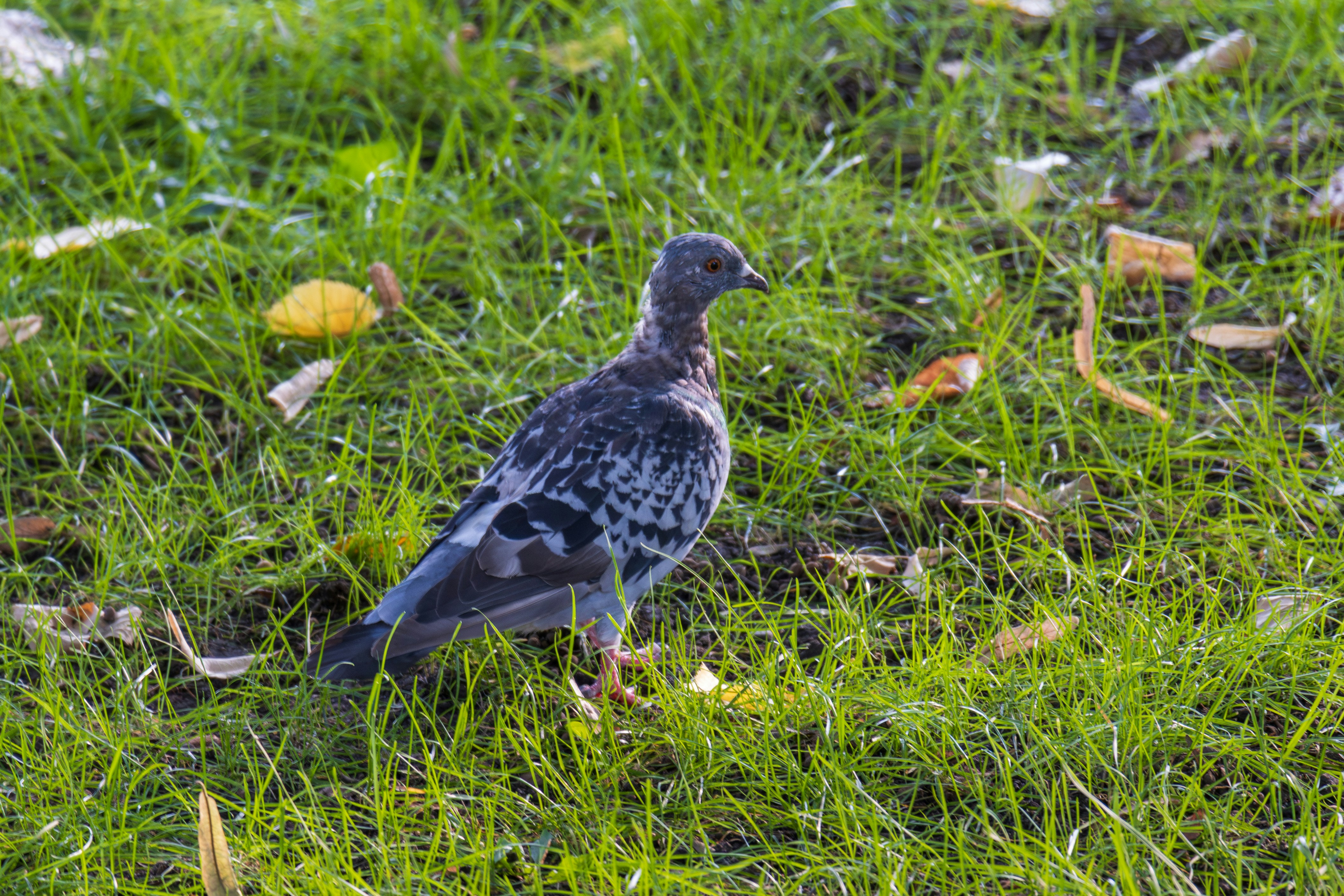 Photo by mechaowlstudios