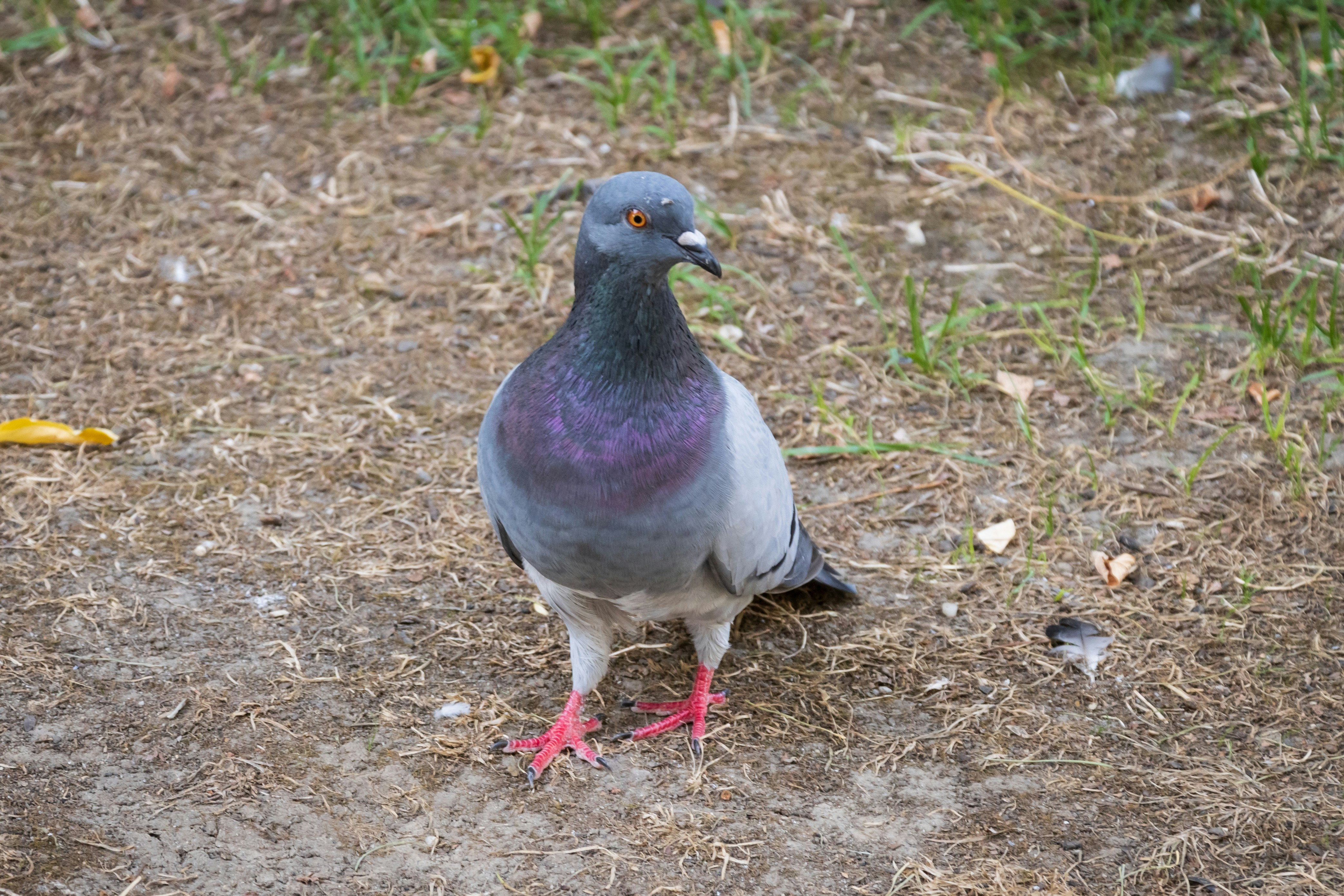 Photo by mechaowlstudios