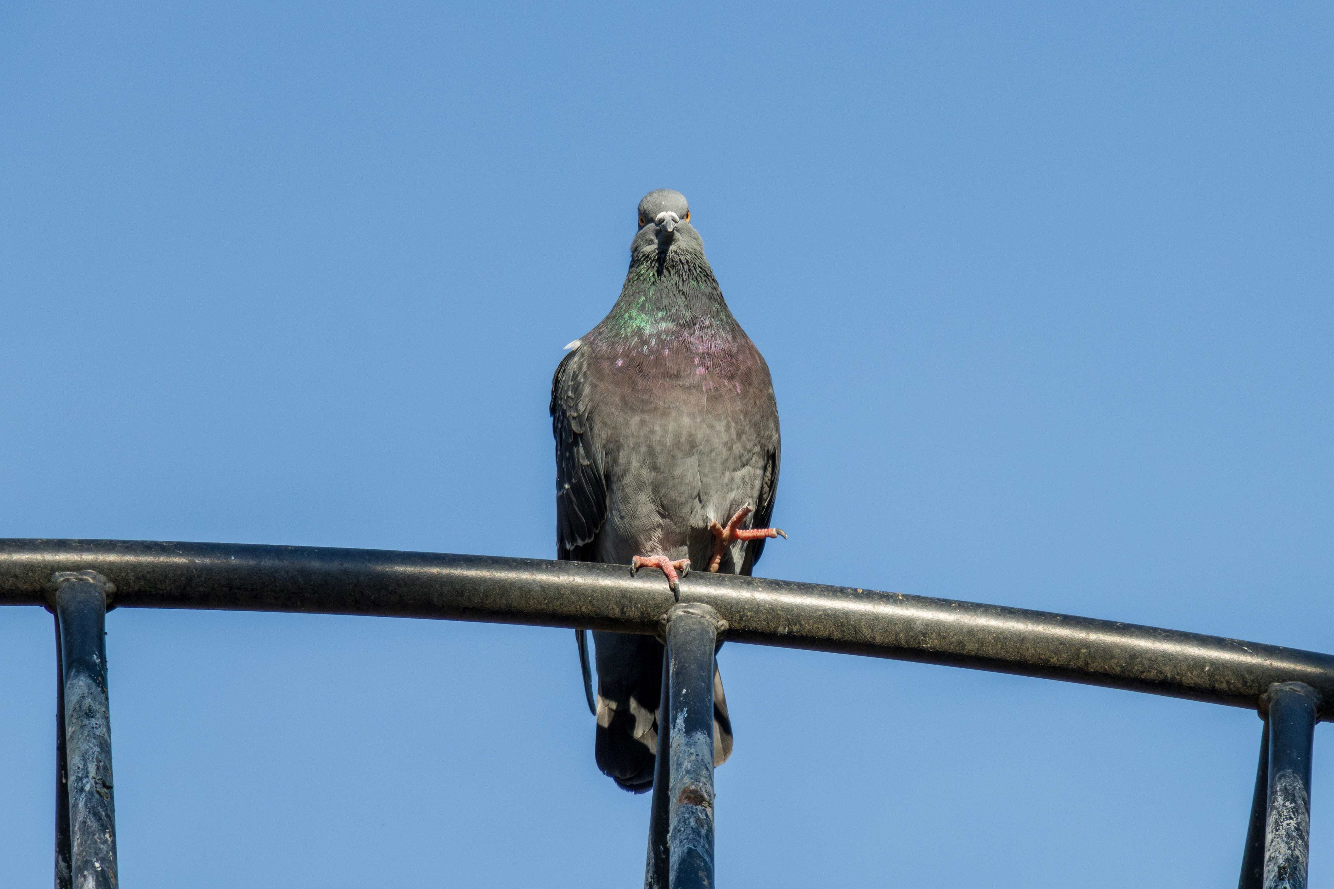 Photo by mechaowlstudios