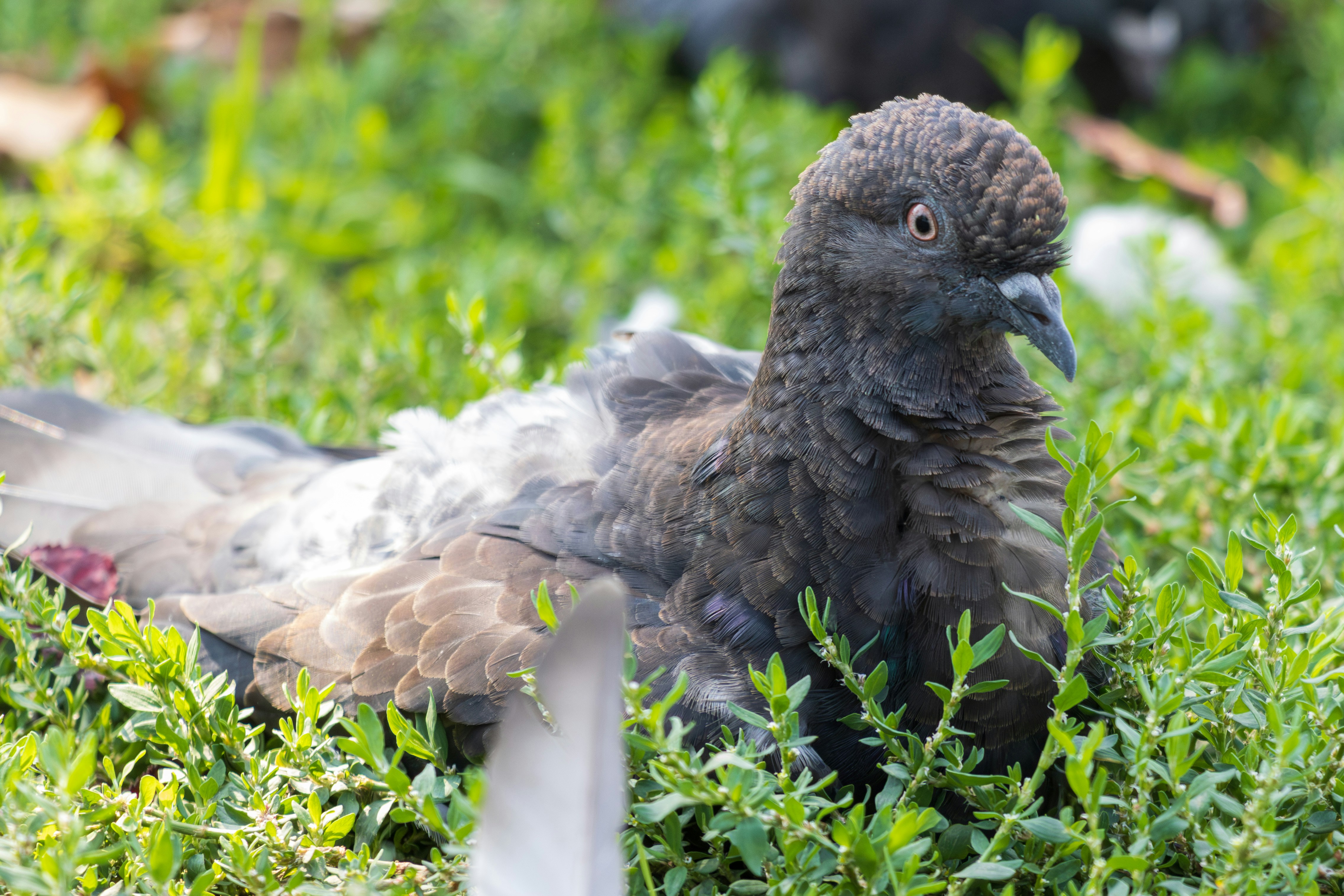 Photo by mechaowlstudios