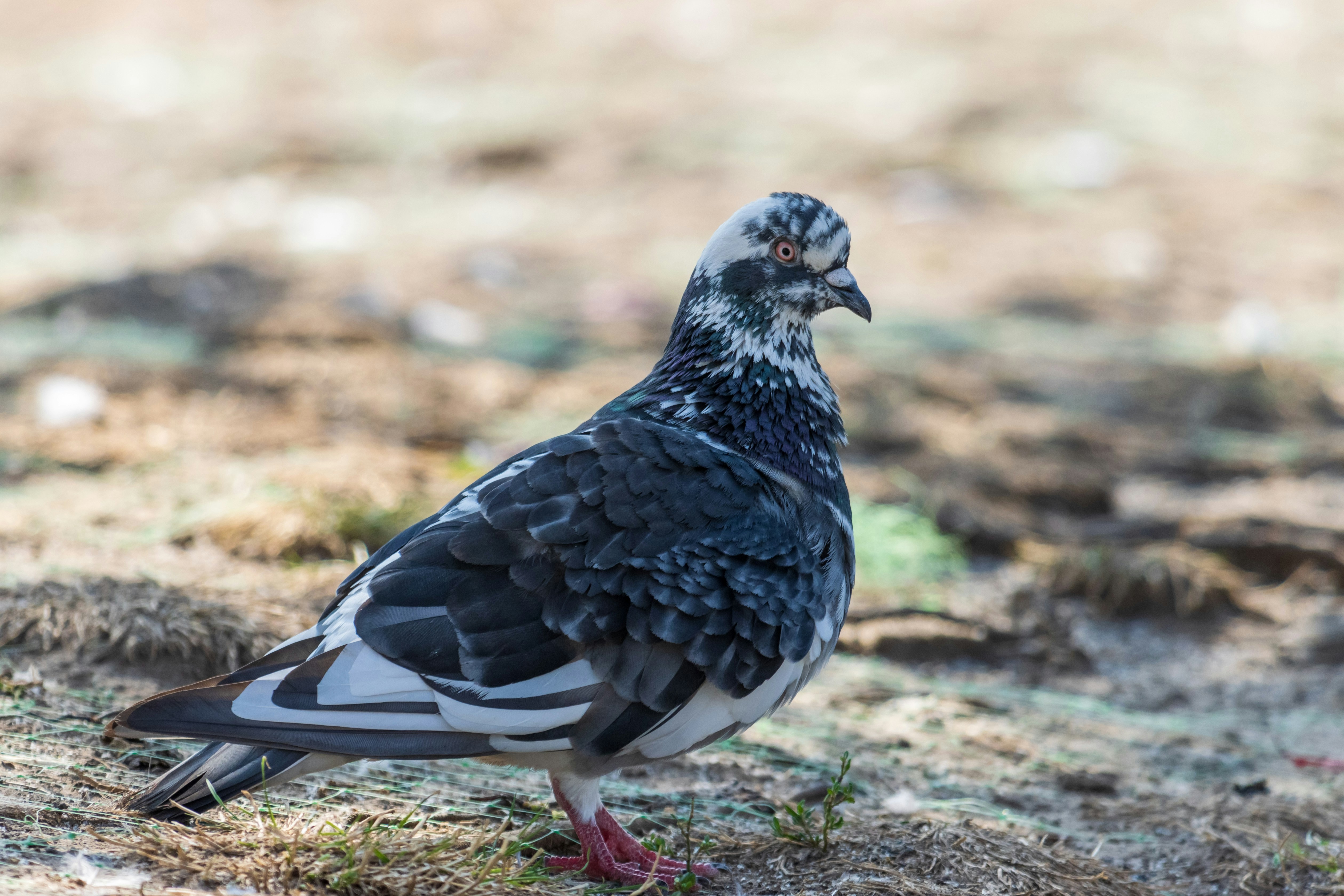 Photo by mechaowlstudios