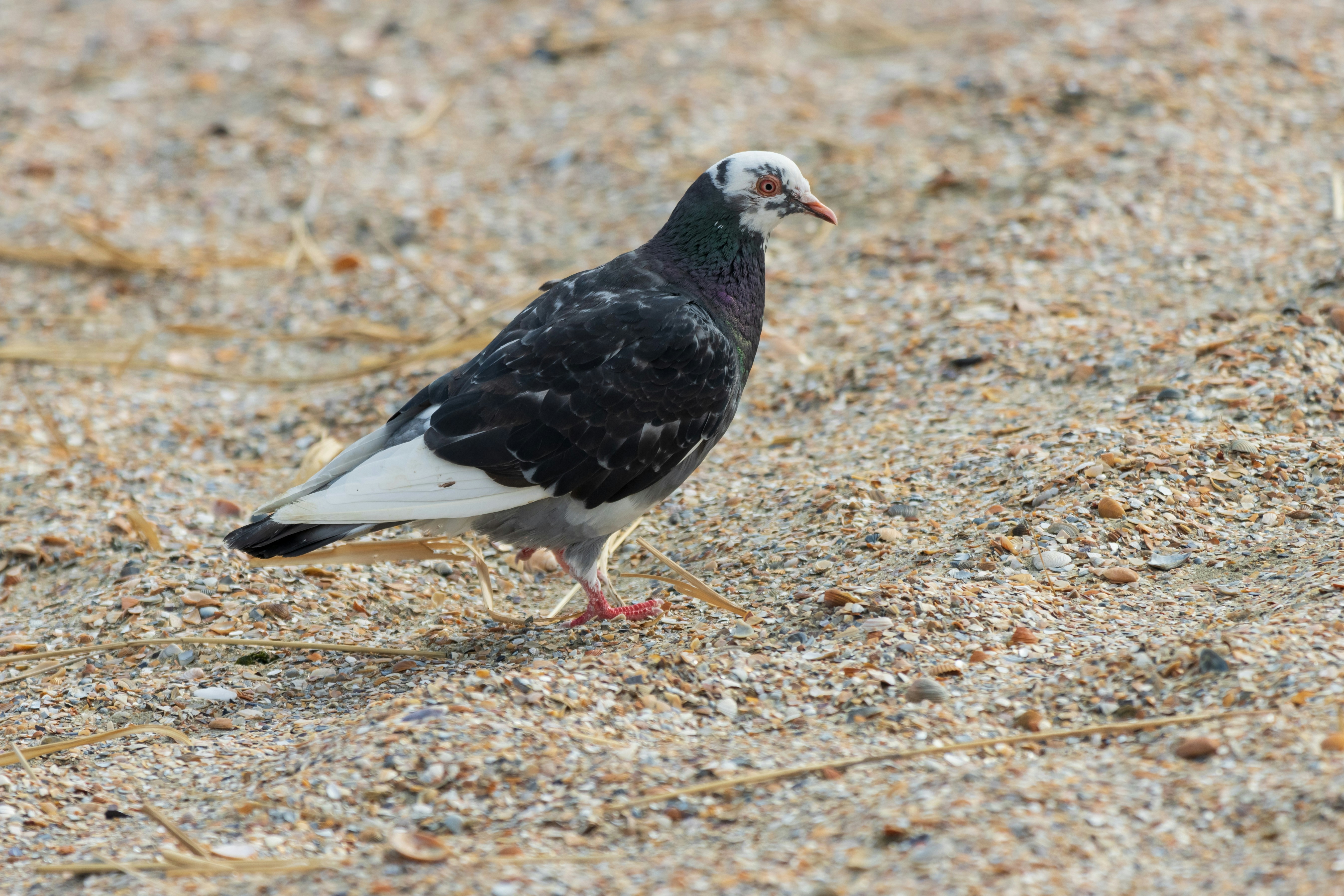 Photo by mechaowlstudios