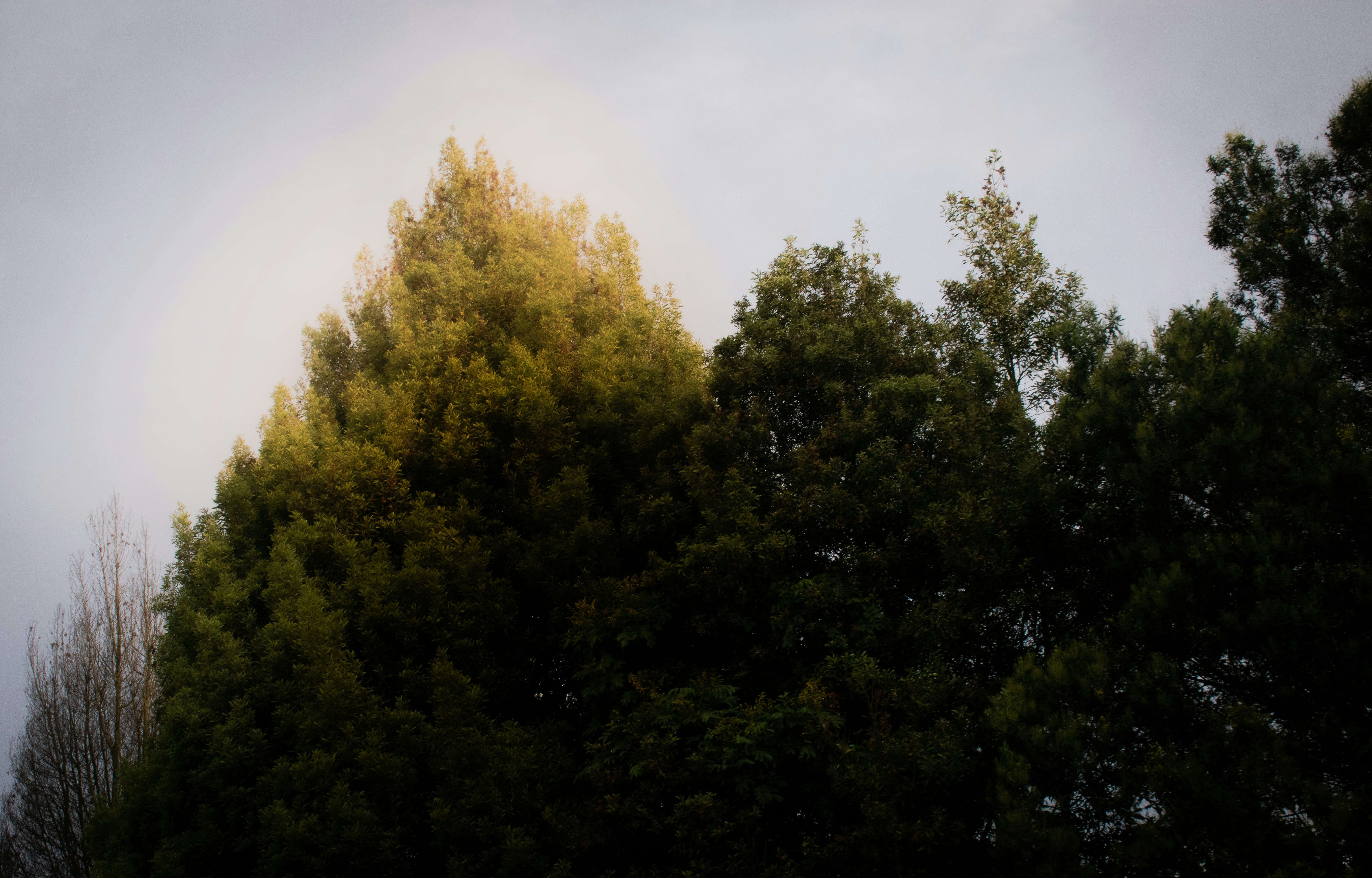 Photo by sebaslaverde_nkn