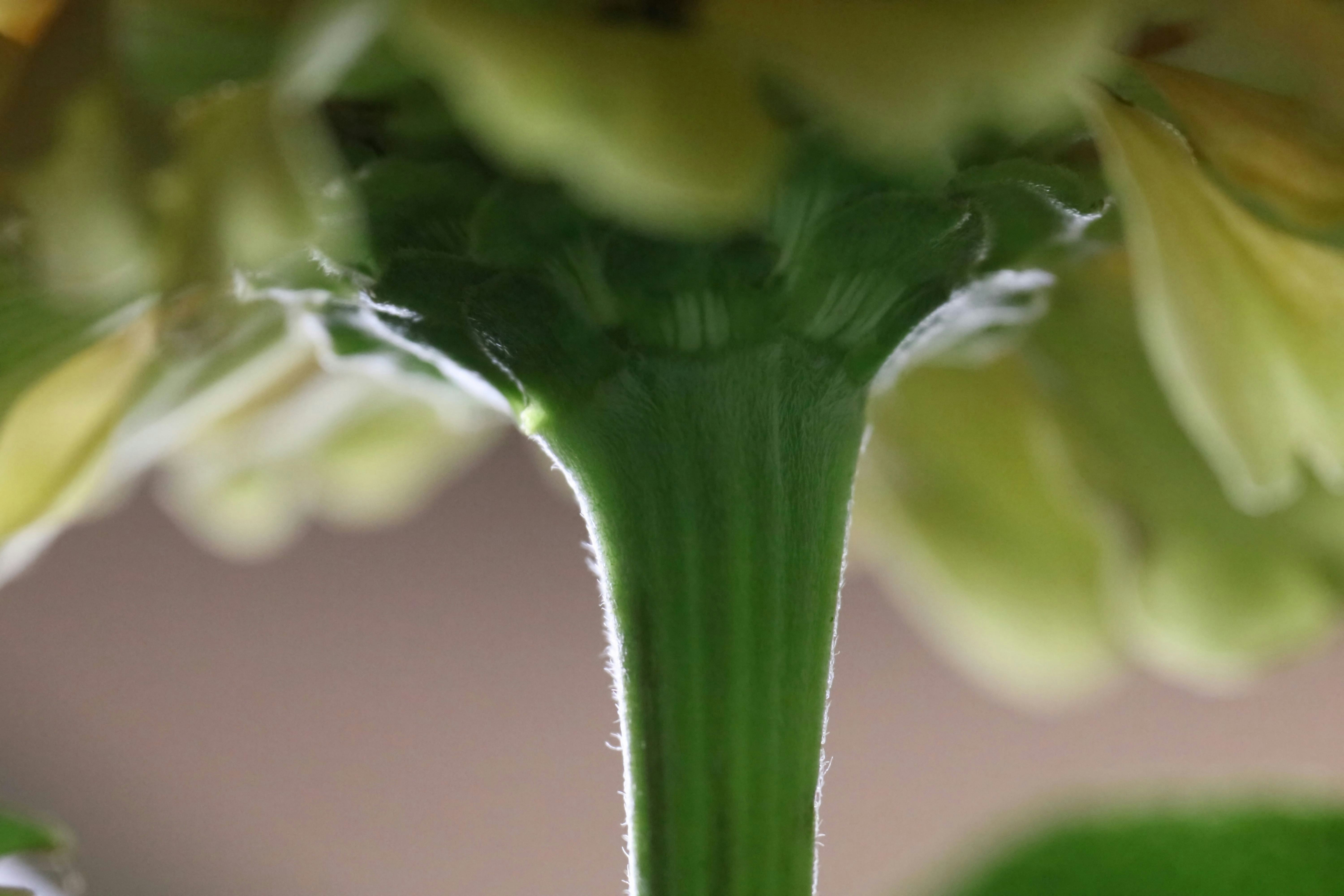Milk Thistle Flowers
