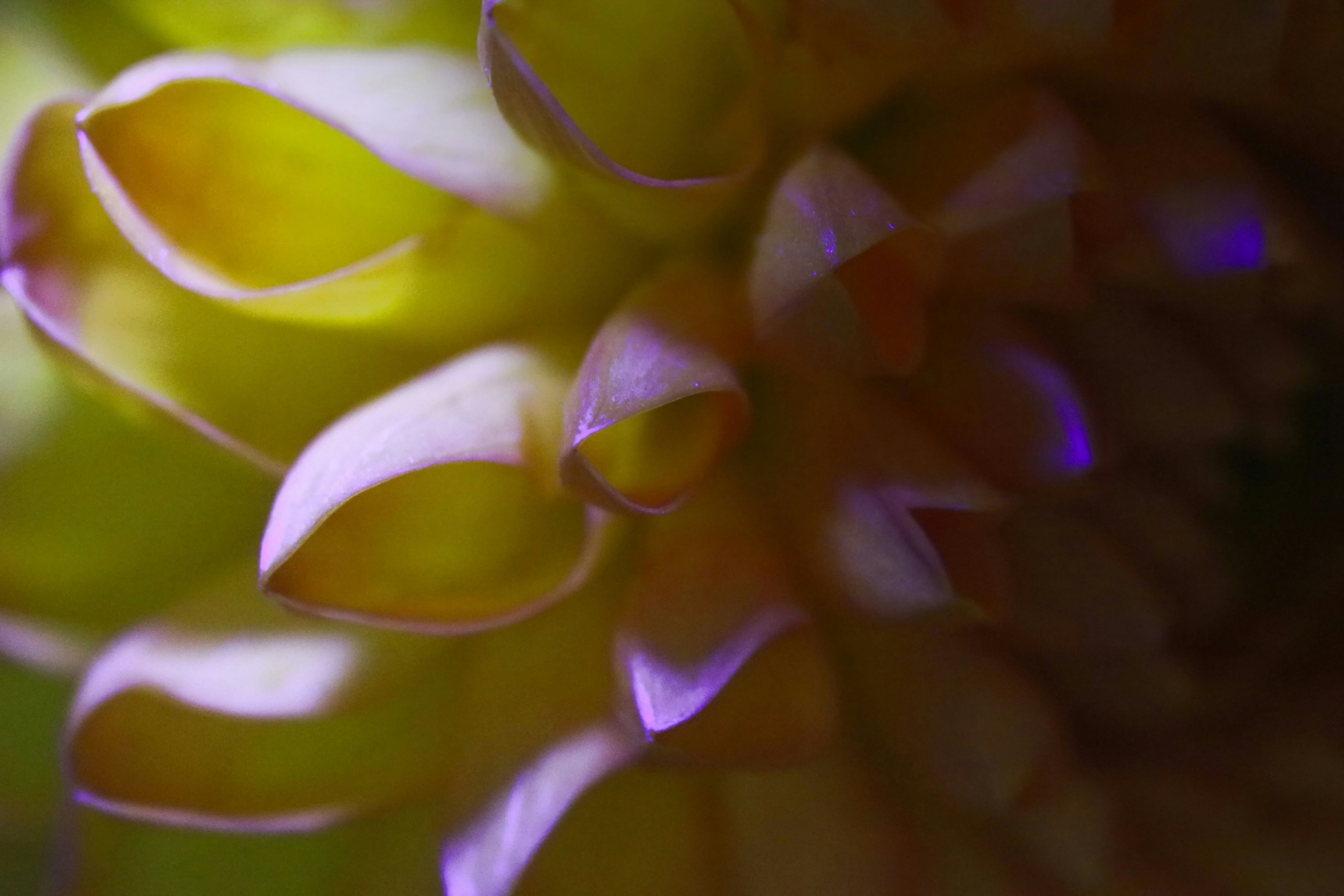 A close up of a flower with a blurry background