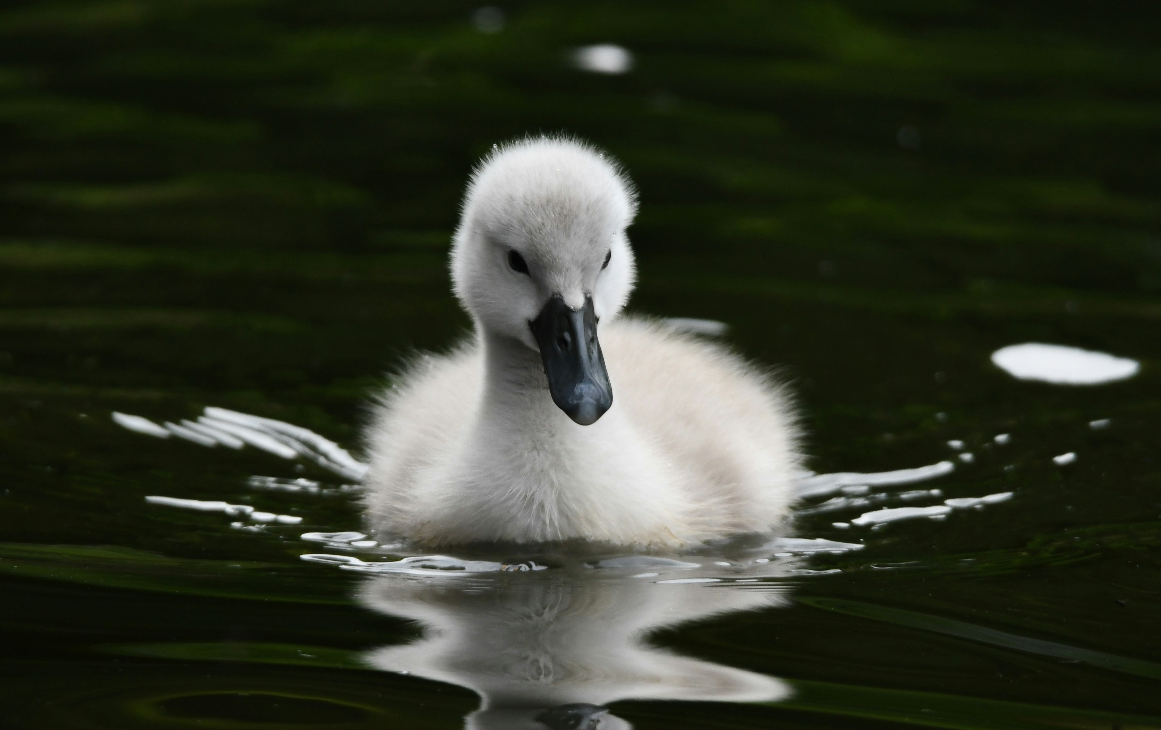 A small white duck floating on top of a body of water