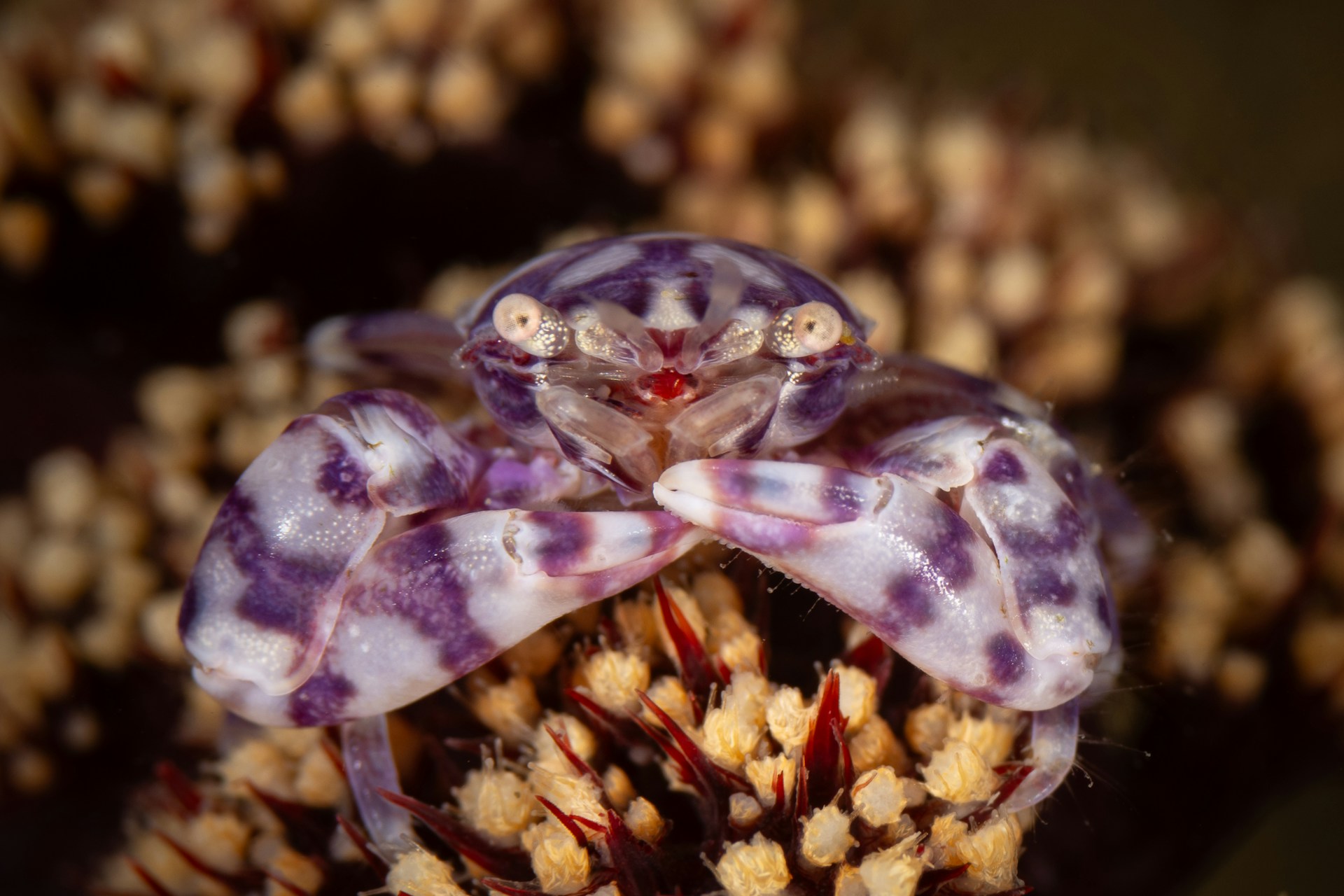 A close up of a purple and white flower