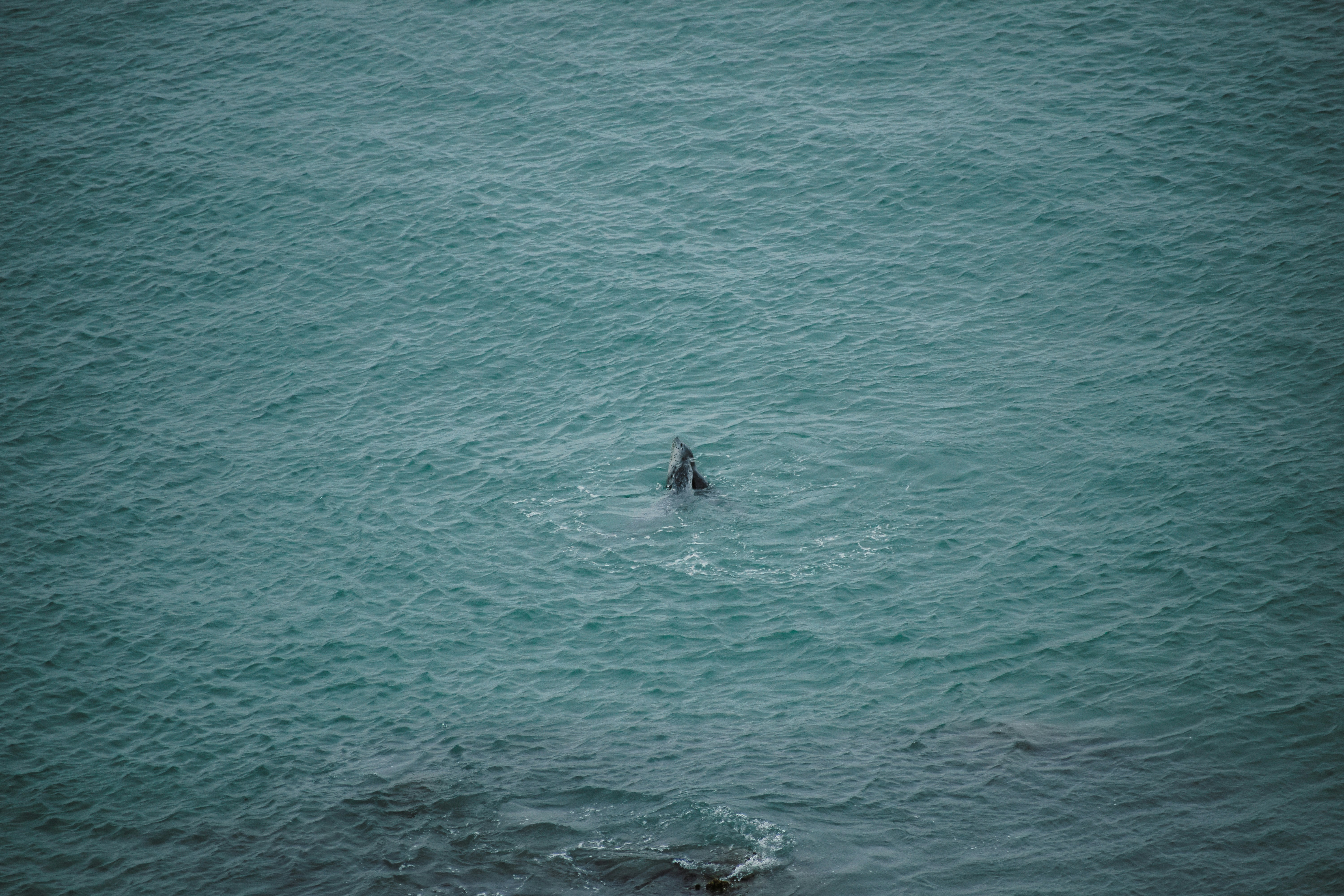 A person swimming in a body of water