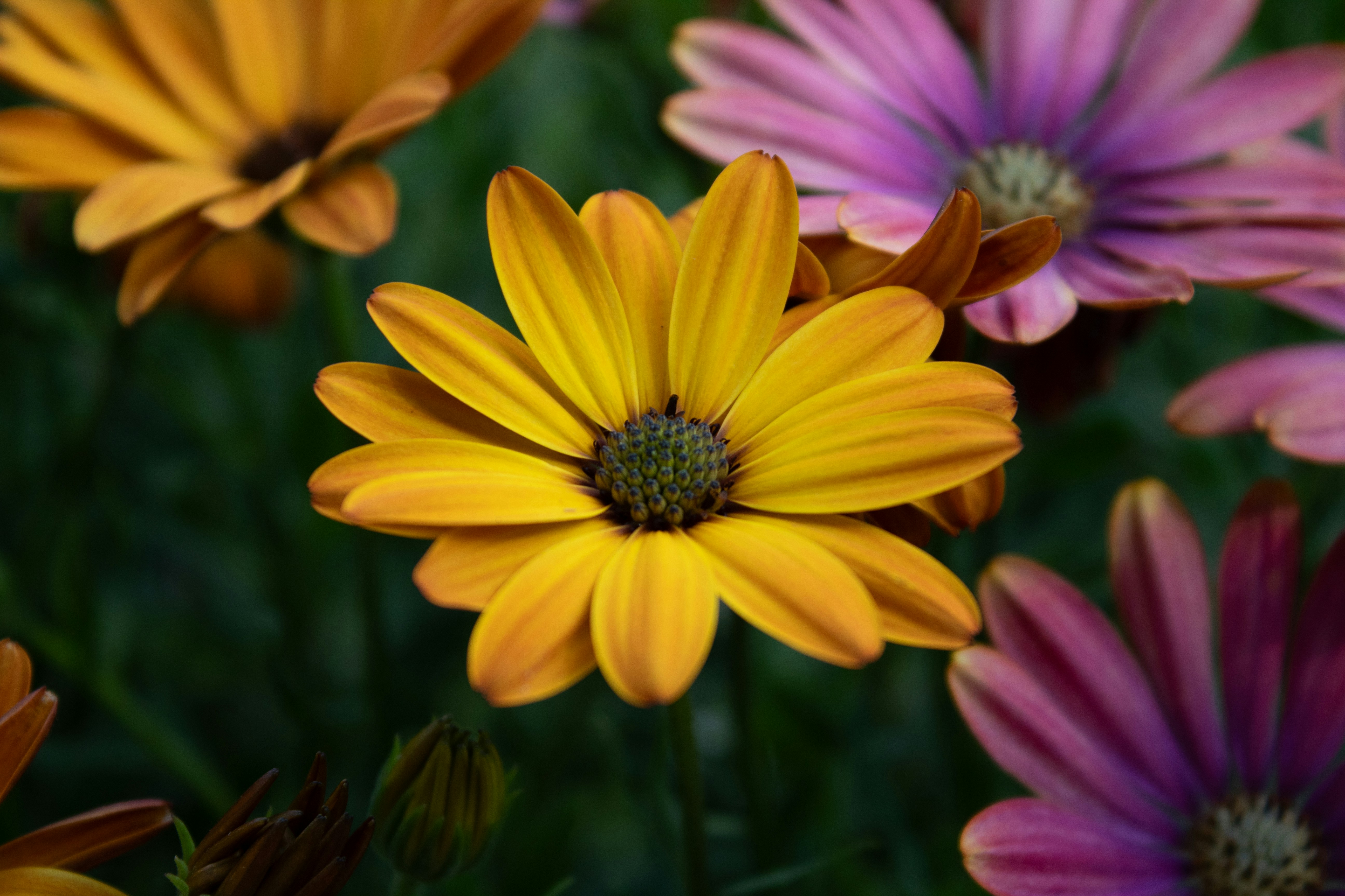 Photo by daidalos_paru