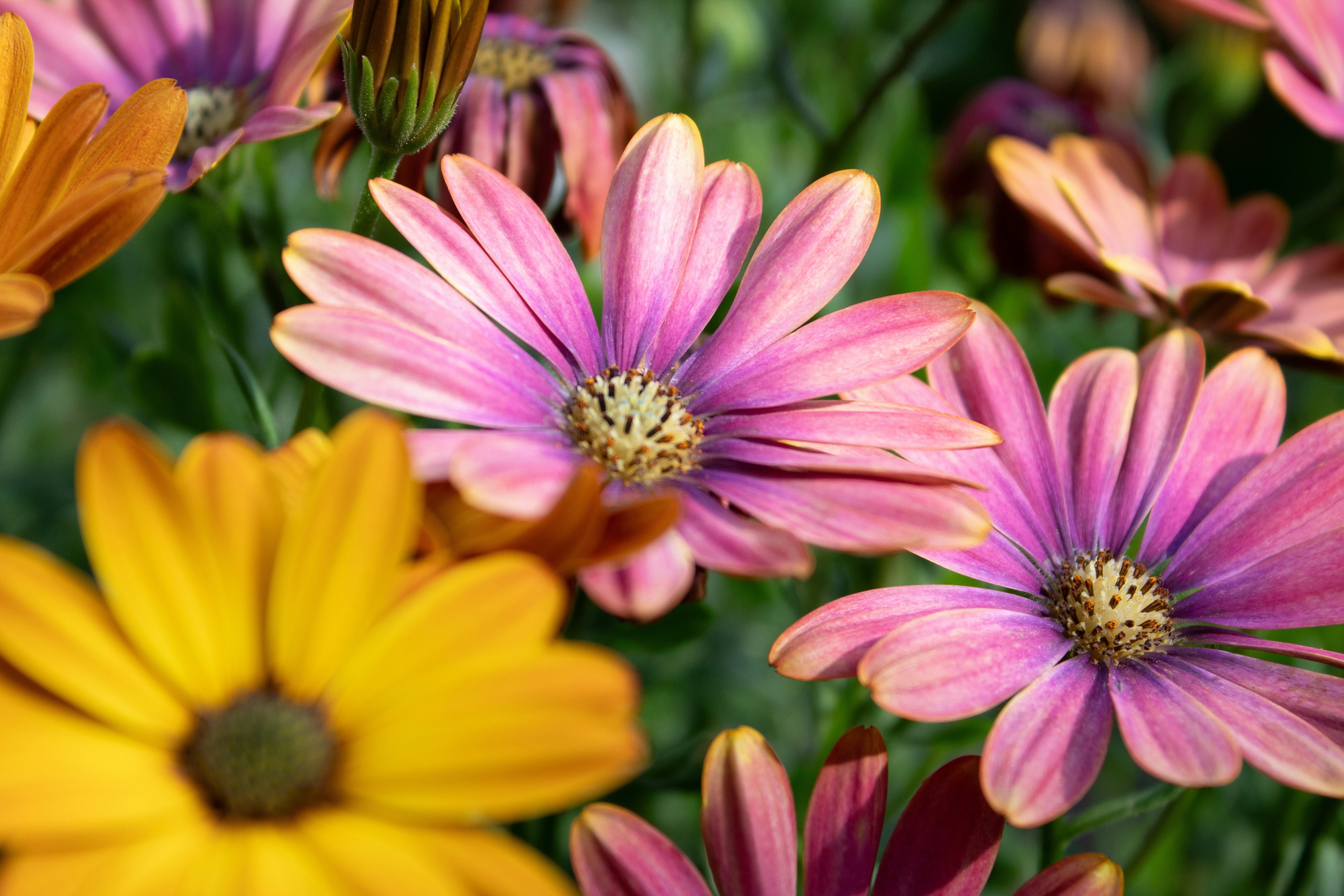 Photo by daidalos_paru