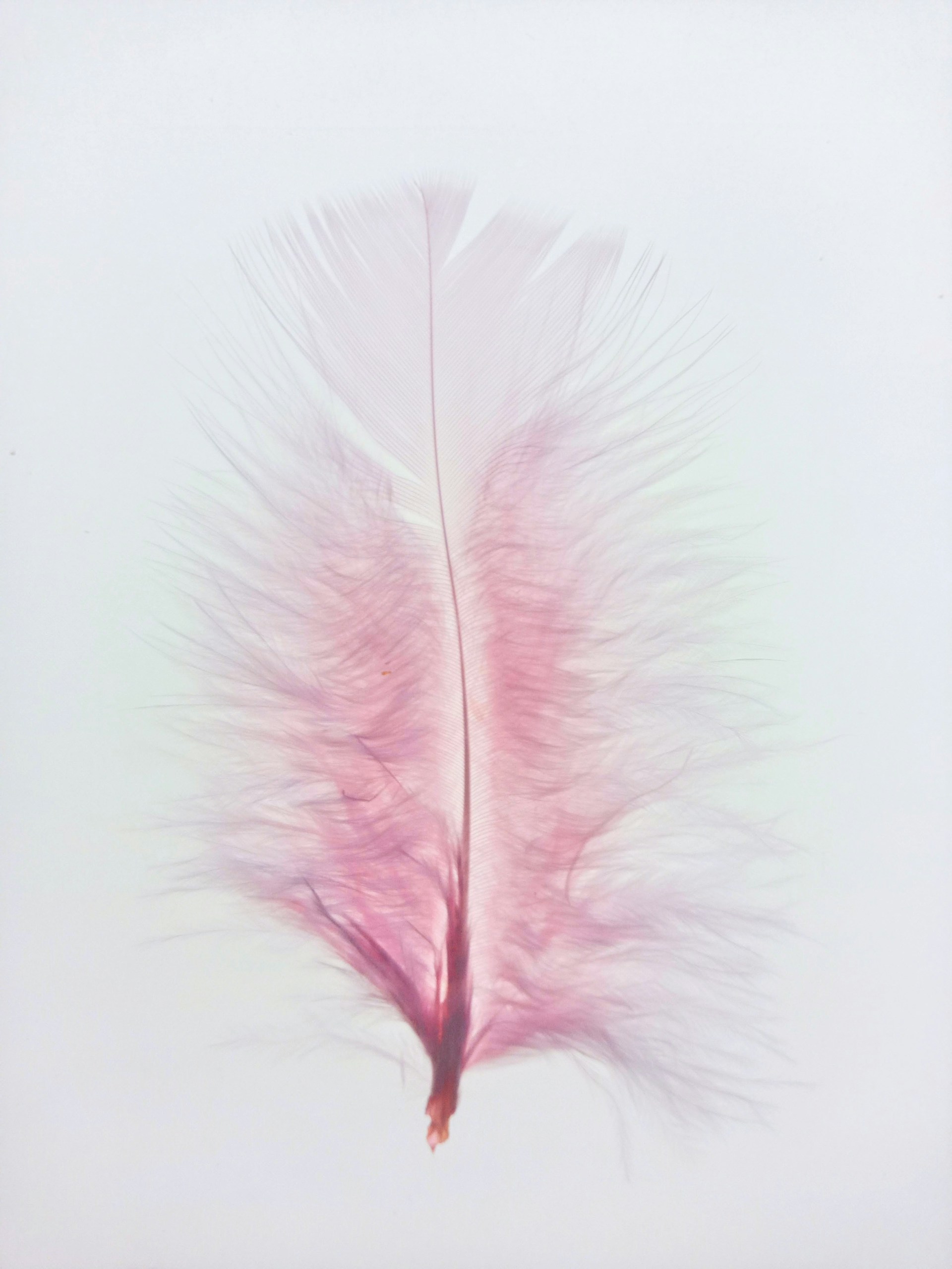 A pink feather on a white background
