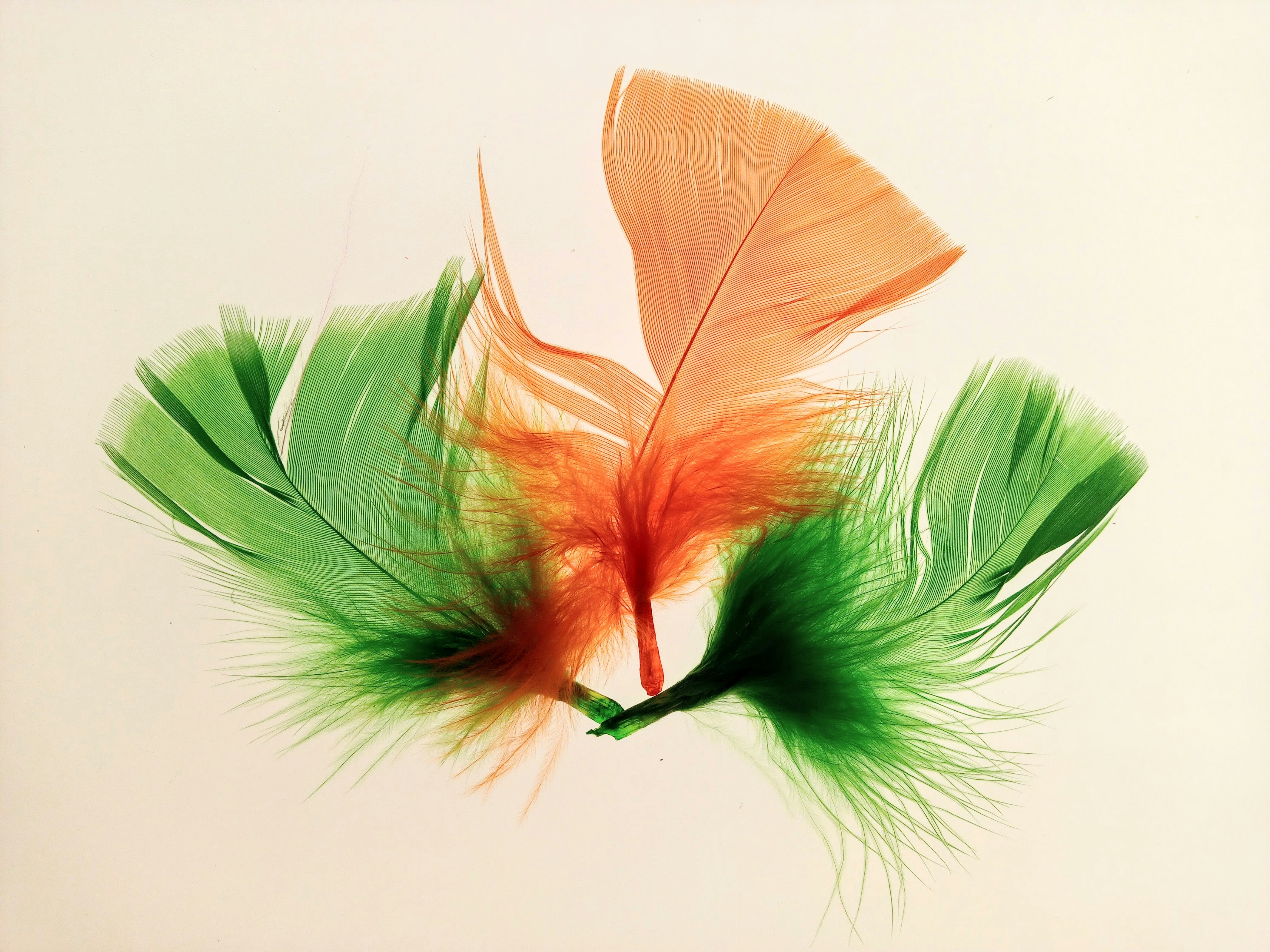 A picture of an orange and green feather on a white background