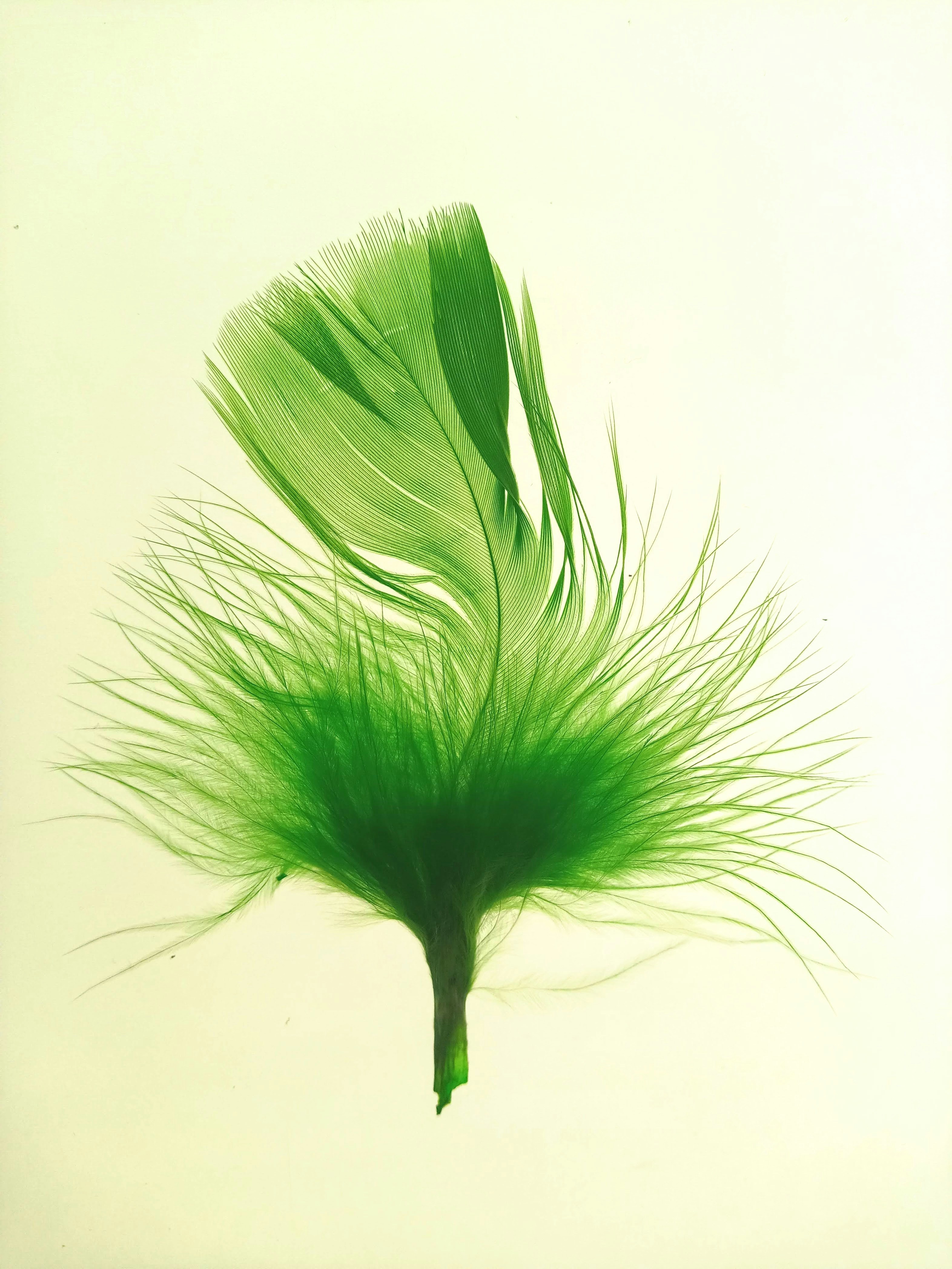 A green feather floating in the air