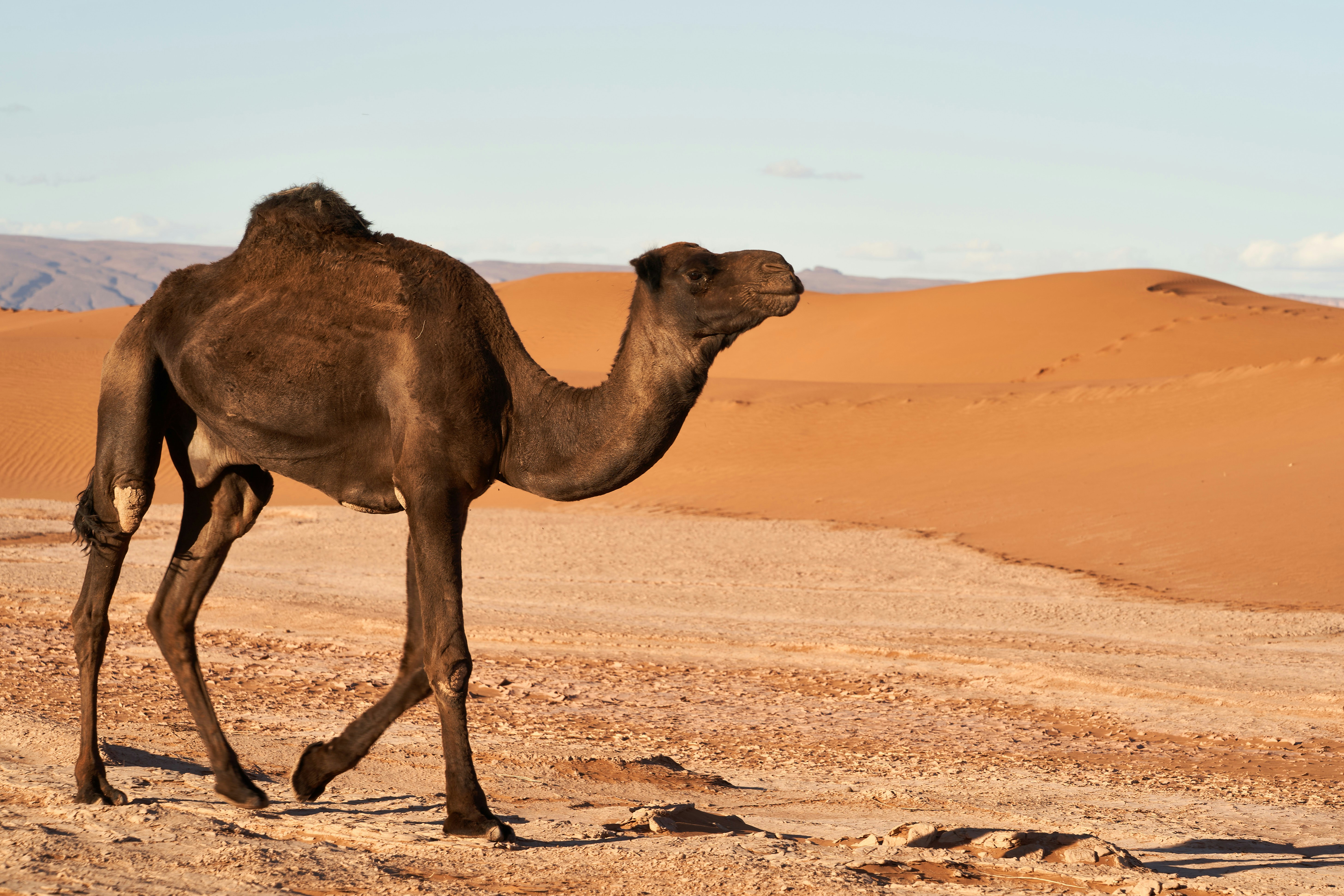 Photo by wolfgang_hasselmann